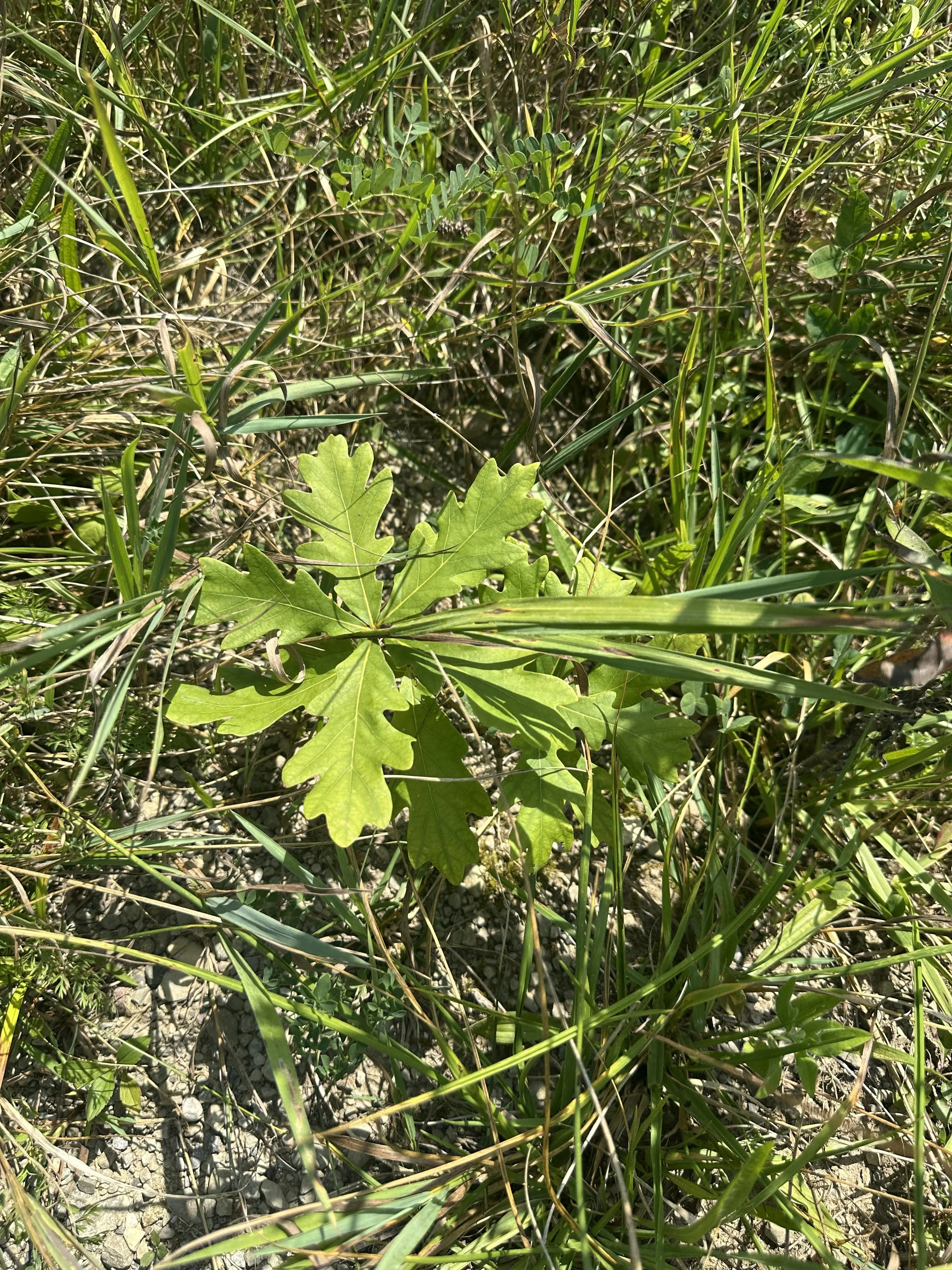 A native white oak seedling planted by Bosland Growth at Lake Pleasant