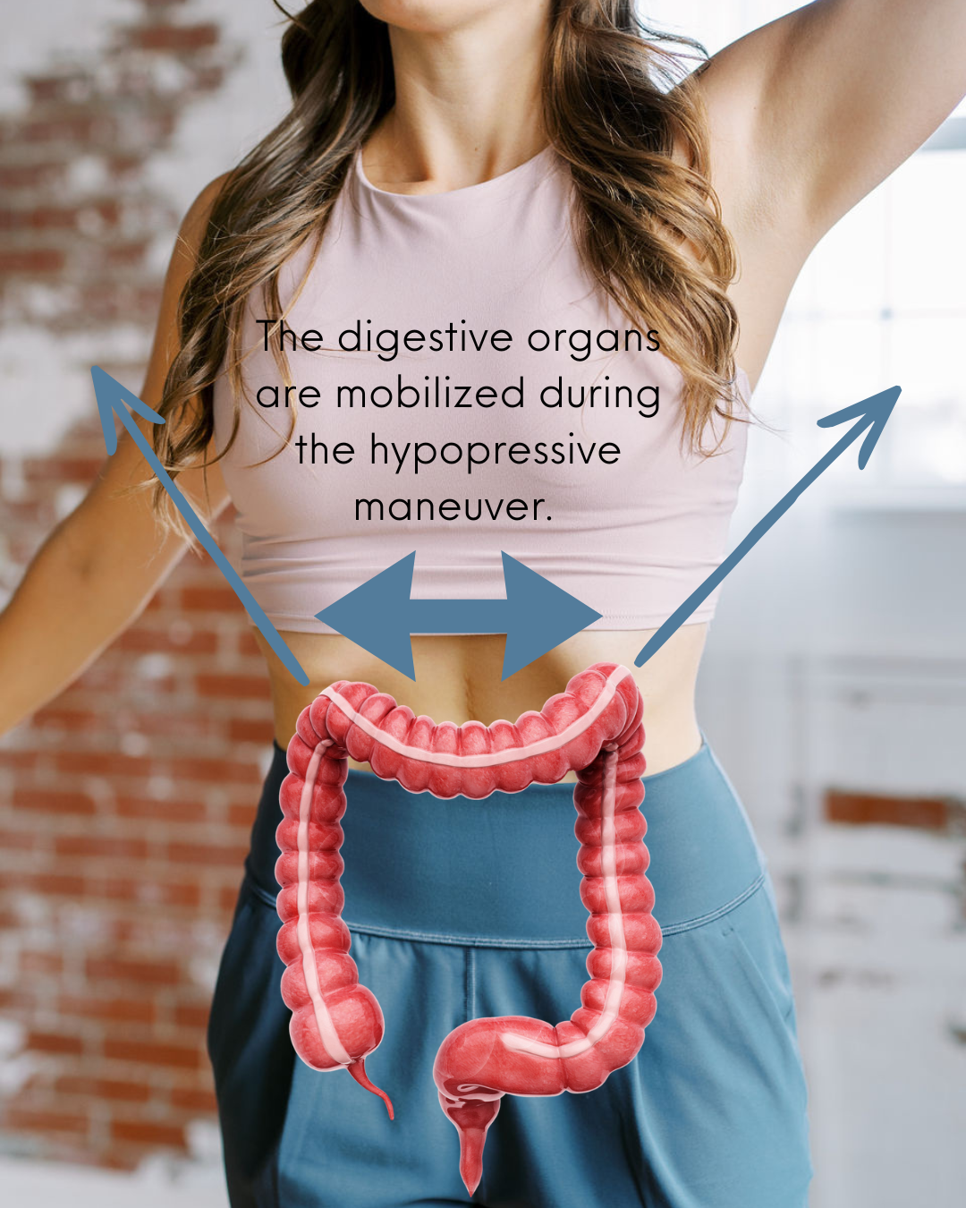 Diagram of how digestive organs are mobilized during the Hypopressive Maneuver