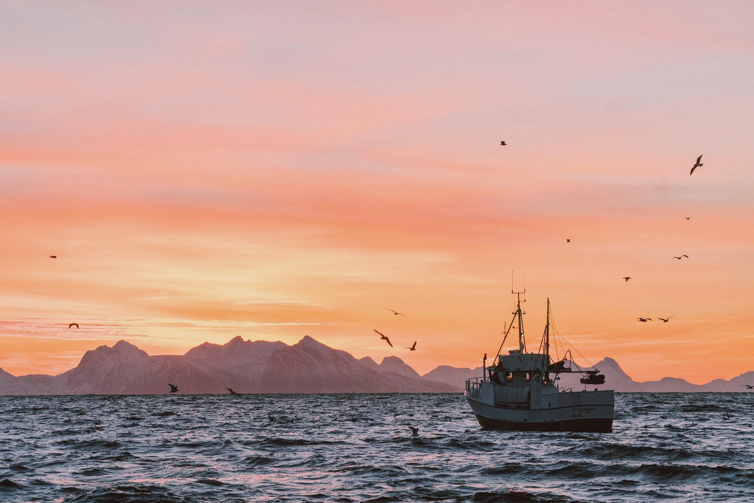 norwegian seafood vild