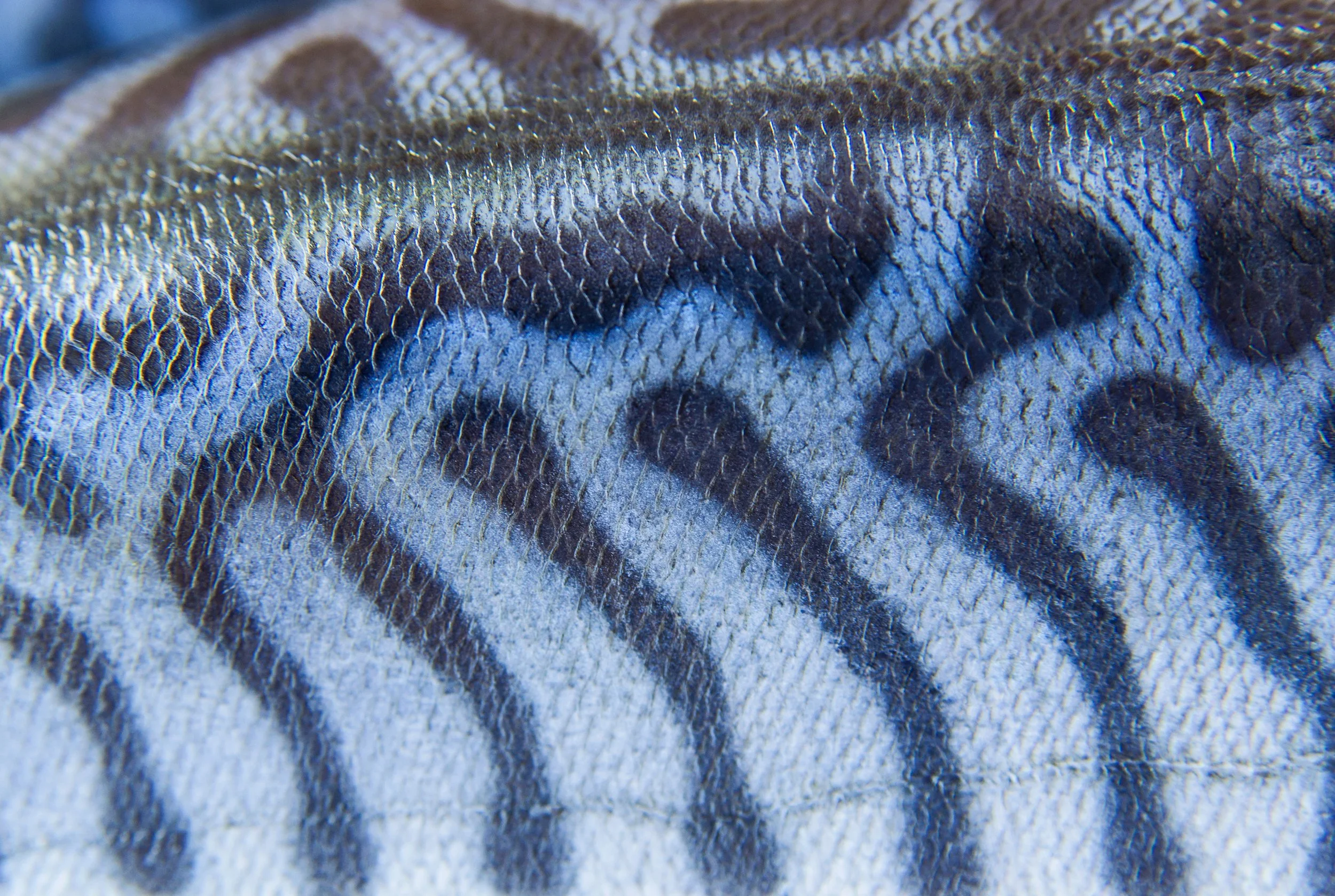 Vild mackerel pattern