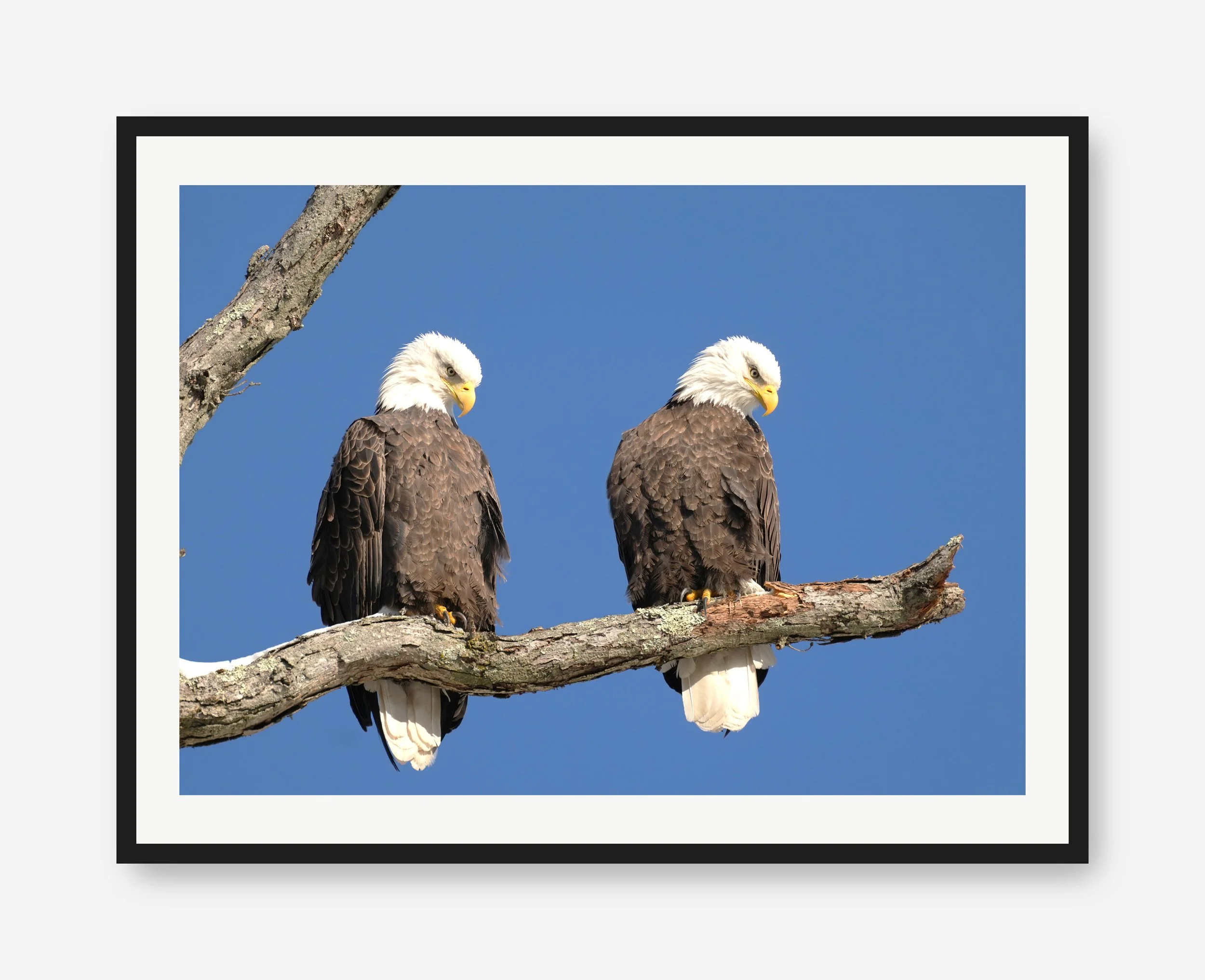 eagle.jpg