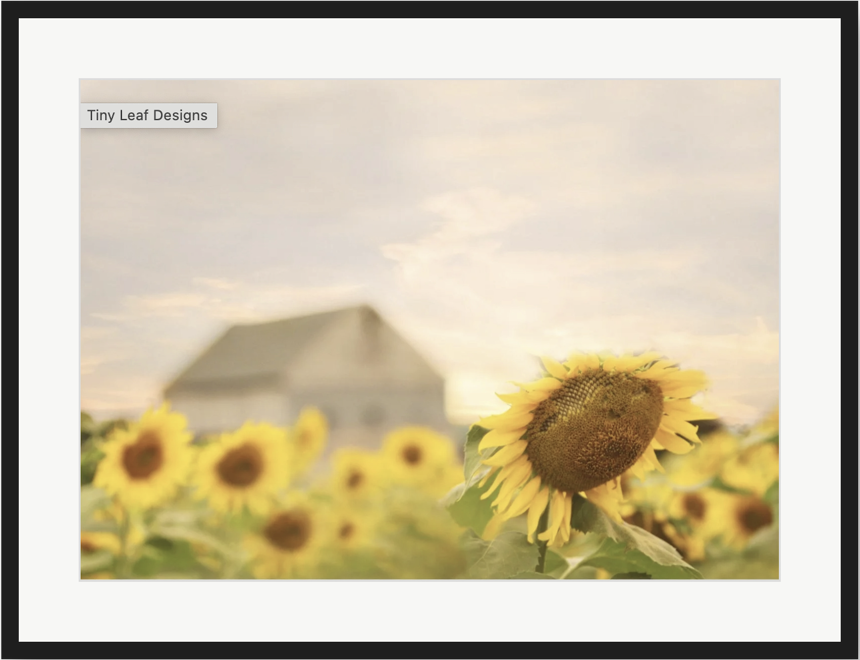 Sunflower Art Prints, Botanical Wall Decor, Home Aesthetic Posters, Nature Photography for Living Room, Gift Idea for Garden Lovers