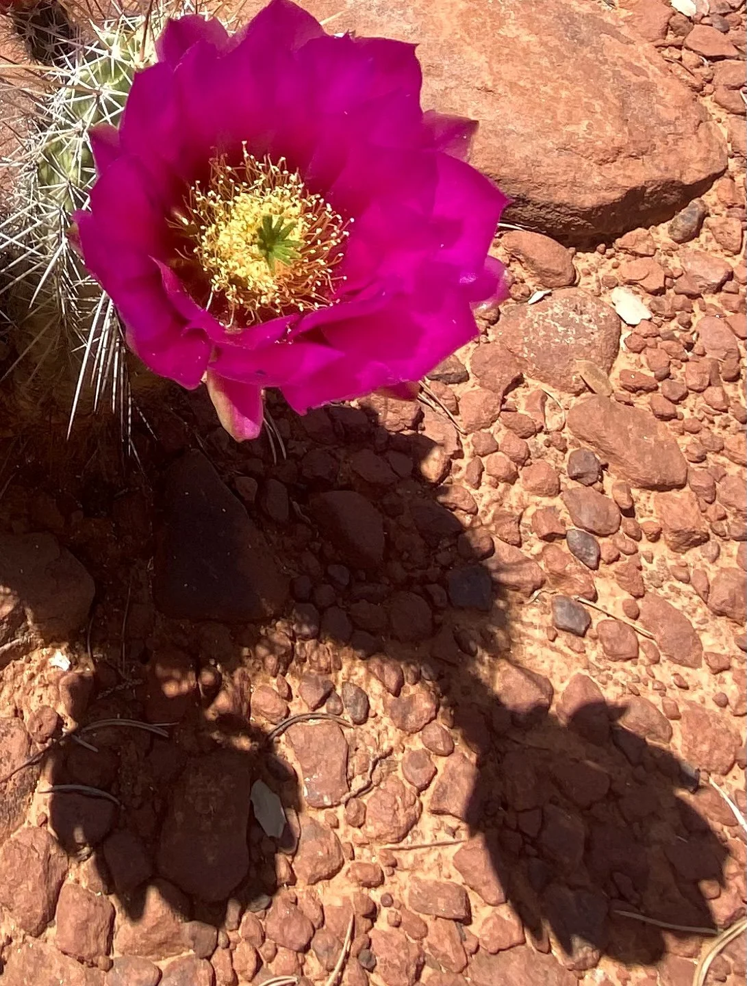 sedona pink cactus flower