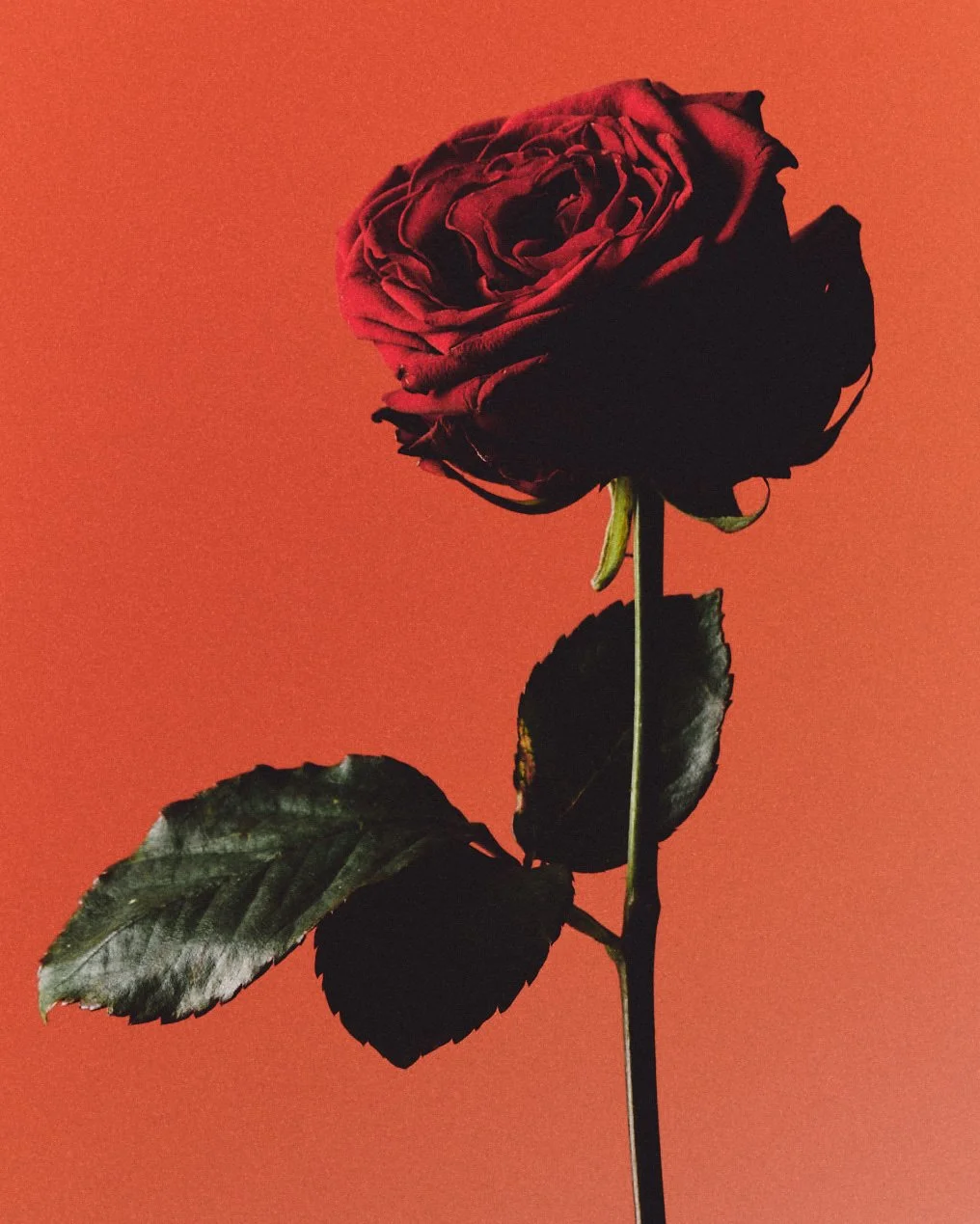 39BC9007 Sharper rose head copy.jpg