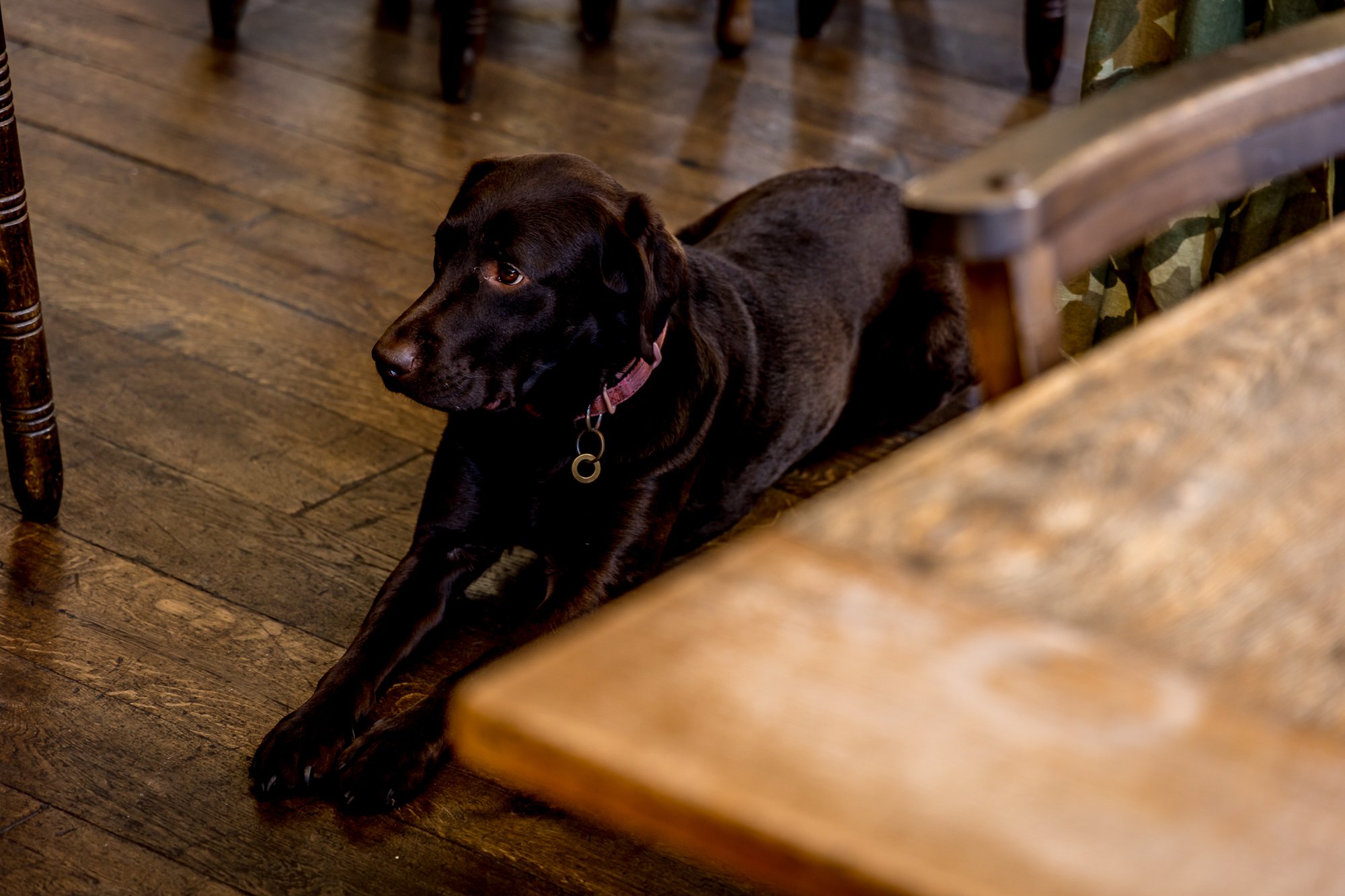 A black Labrador Retriever lying on a hardwood floor, partially under a wooden table and surrounded by chairs.