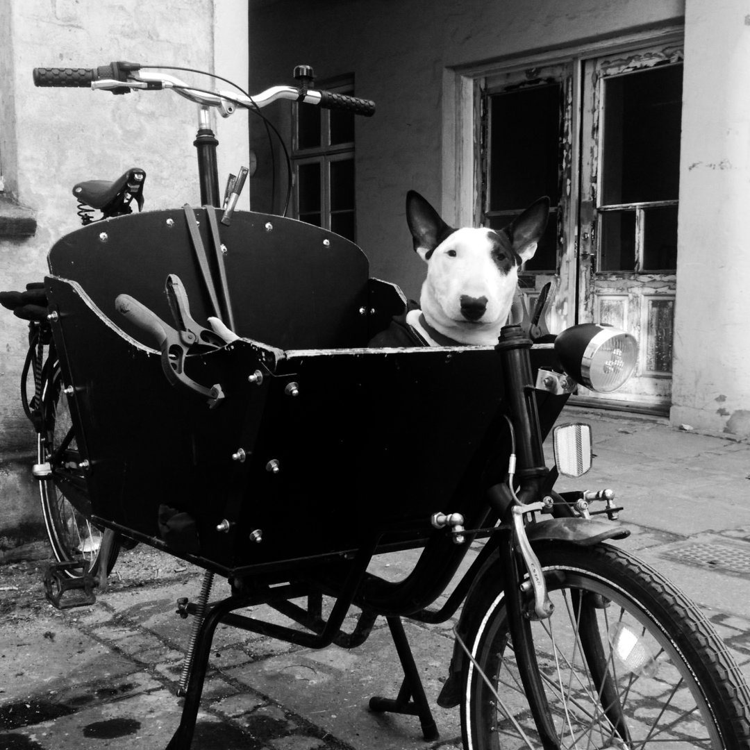 Sort-hvid foto af Angela's  hund, der sidder i cykel med en stor kurv foran, foran en bygning.