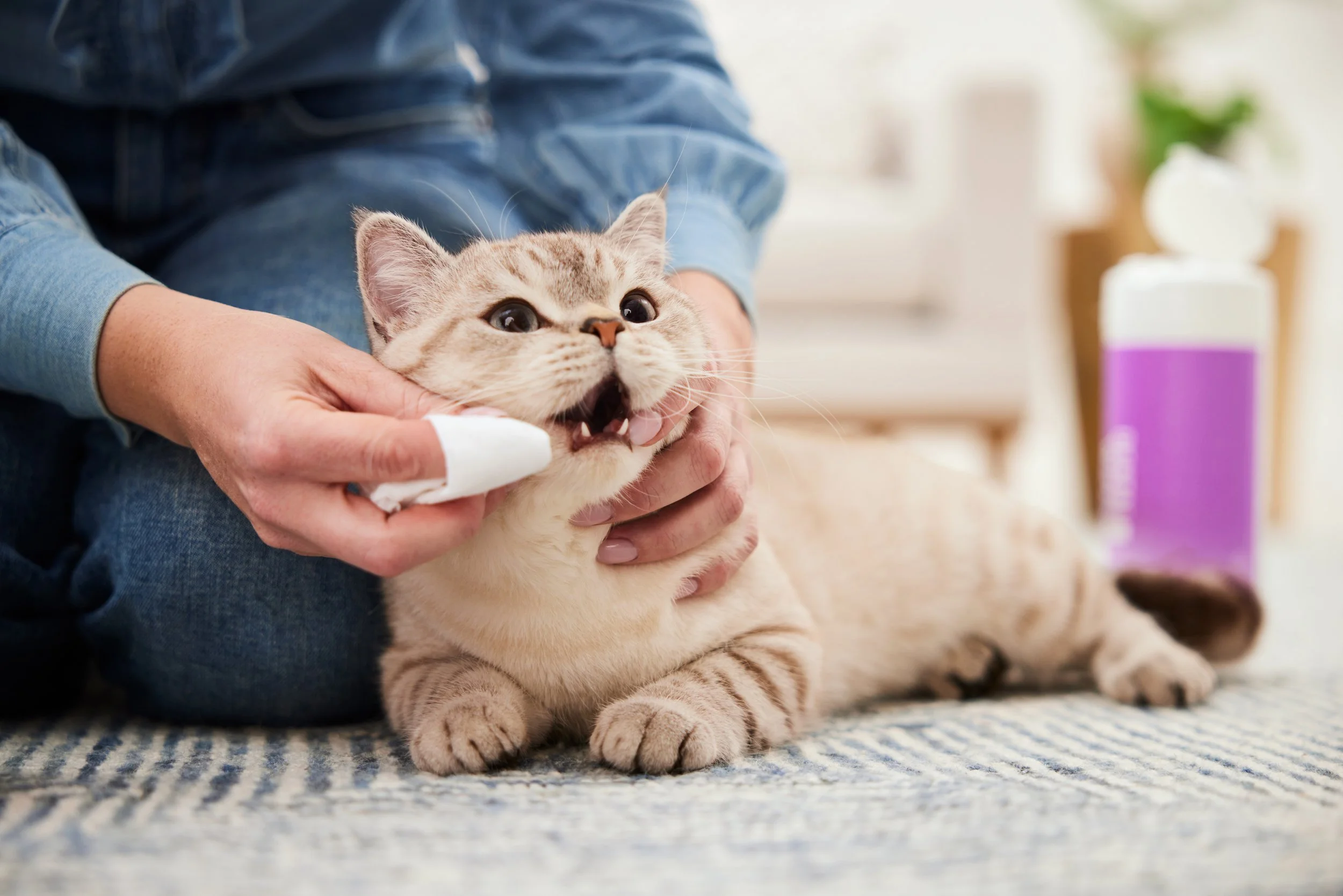 6767167_Skouts Honor Dental Wipes _Lifestyle_Lemur.jpg