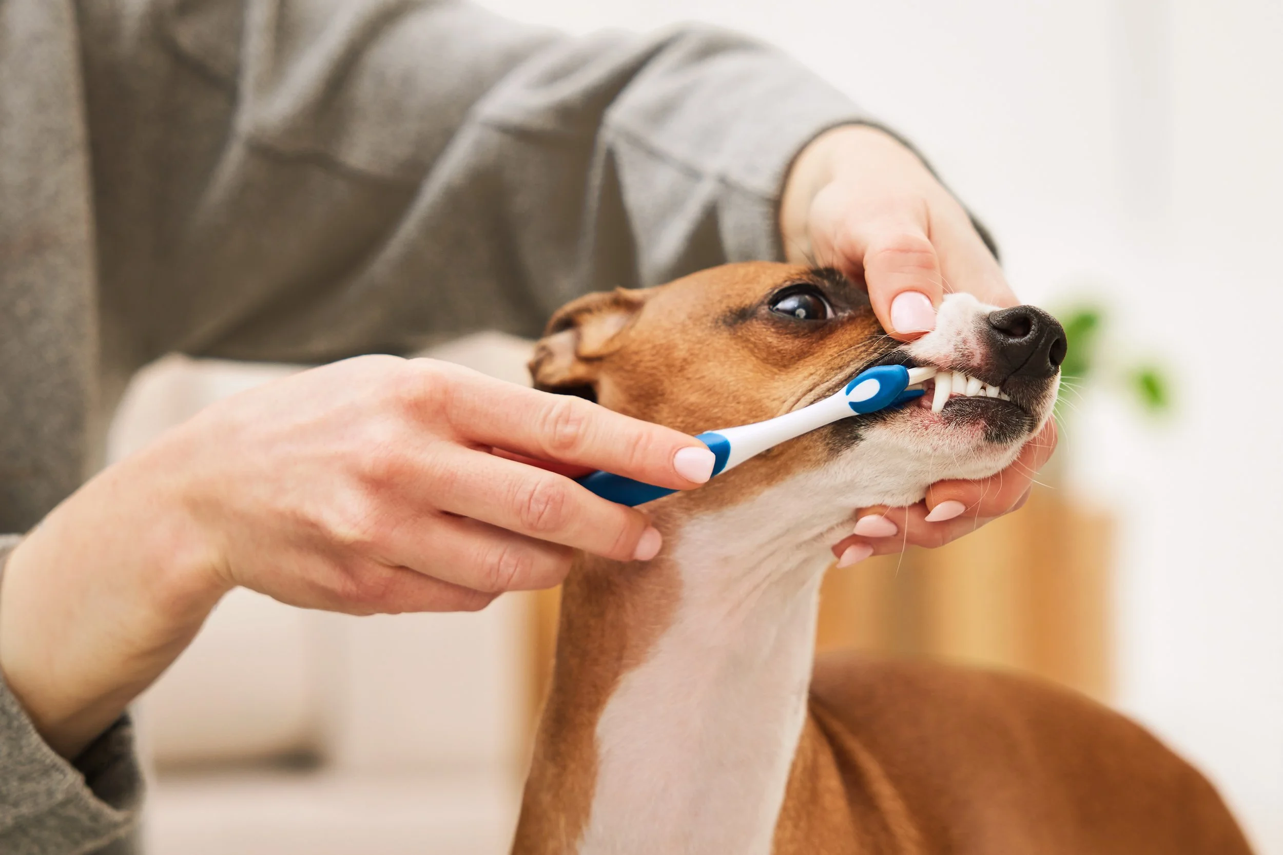 44812_Nylabone Dental Kit_Dog_Lifestyle_Bunny.jpg