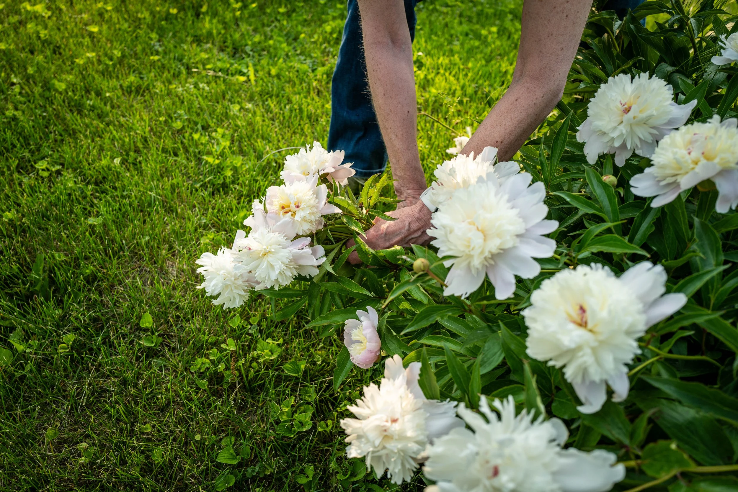 Peonies.jpg