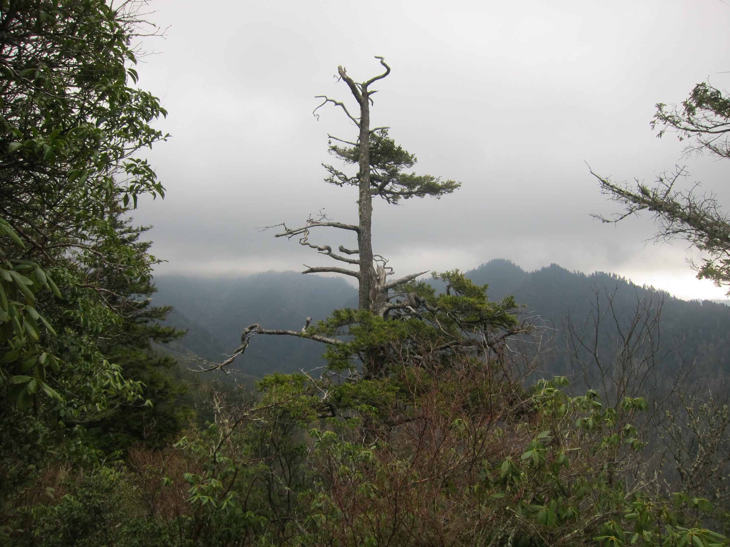 D155495B-37FE-40D5-999F-9FB0560713C2.jpeg