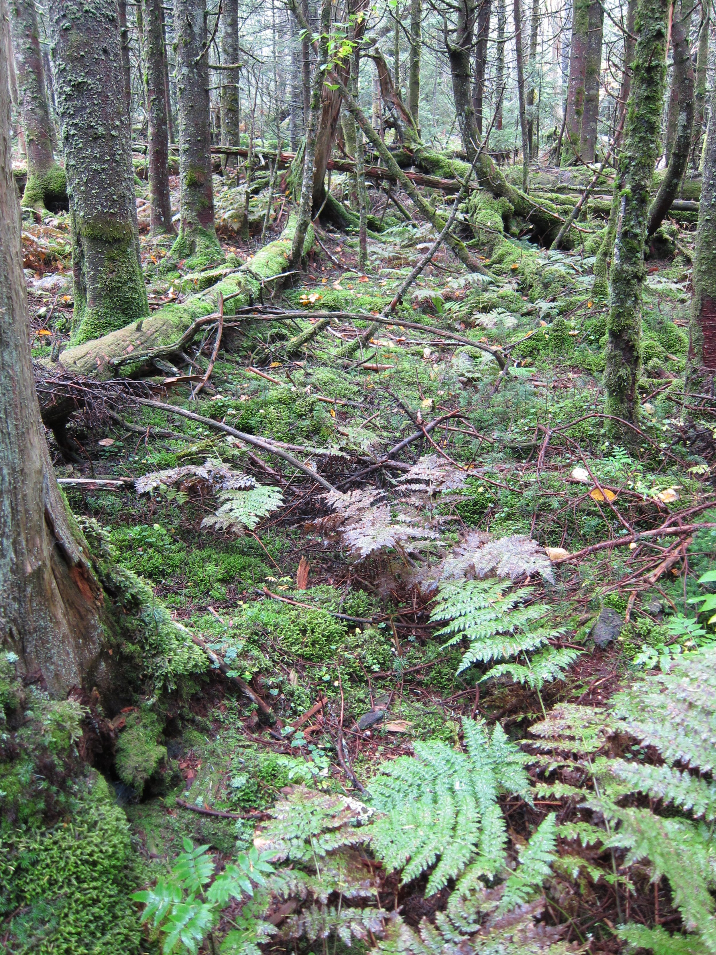 760B0157-F3F1-4867-A0FD-72814B0BCD06.jpeg