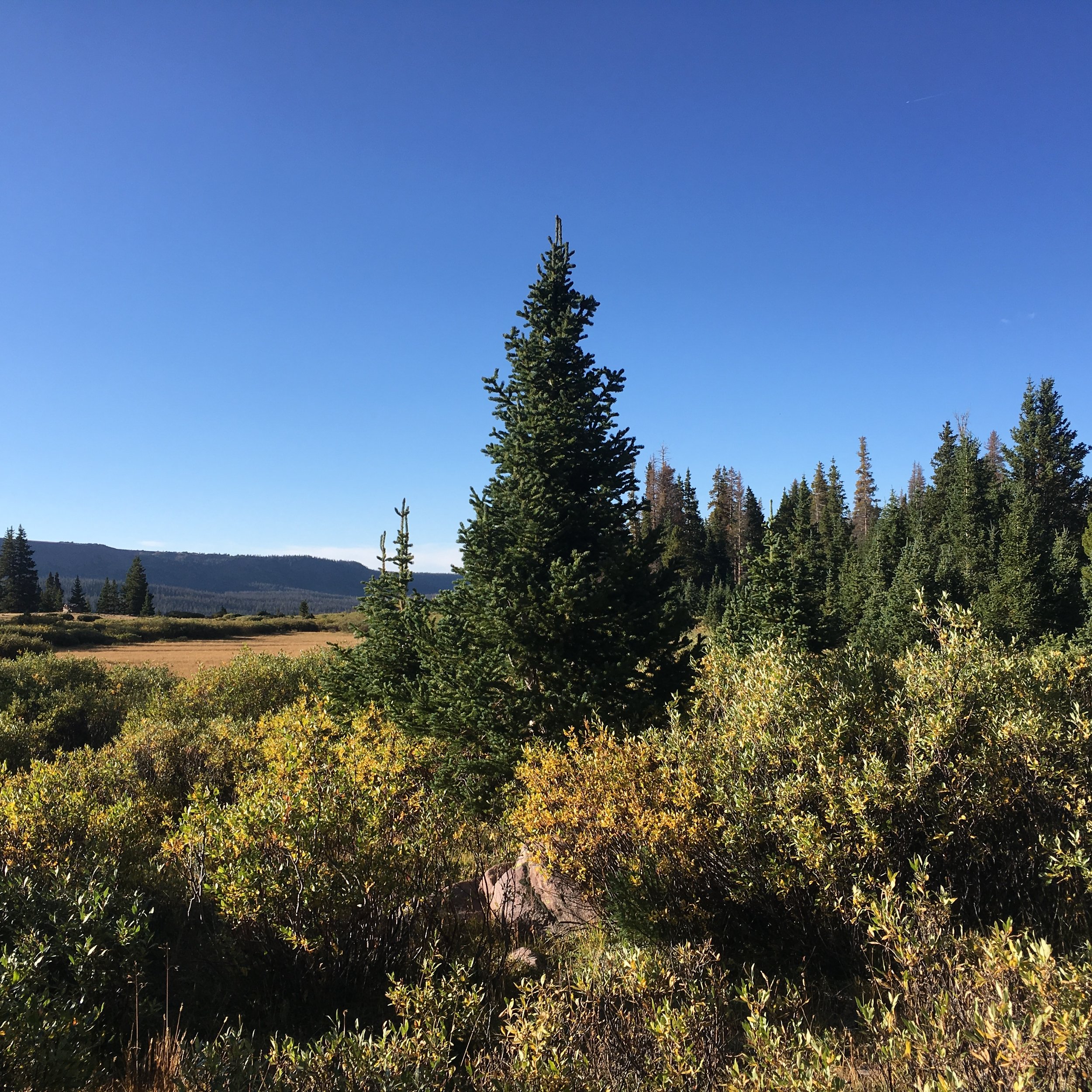 DA6046CA-EEB5-4615-AF61-B3B83939A093.jpeg