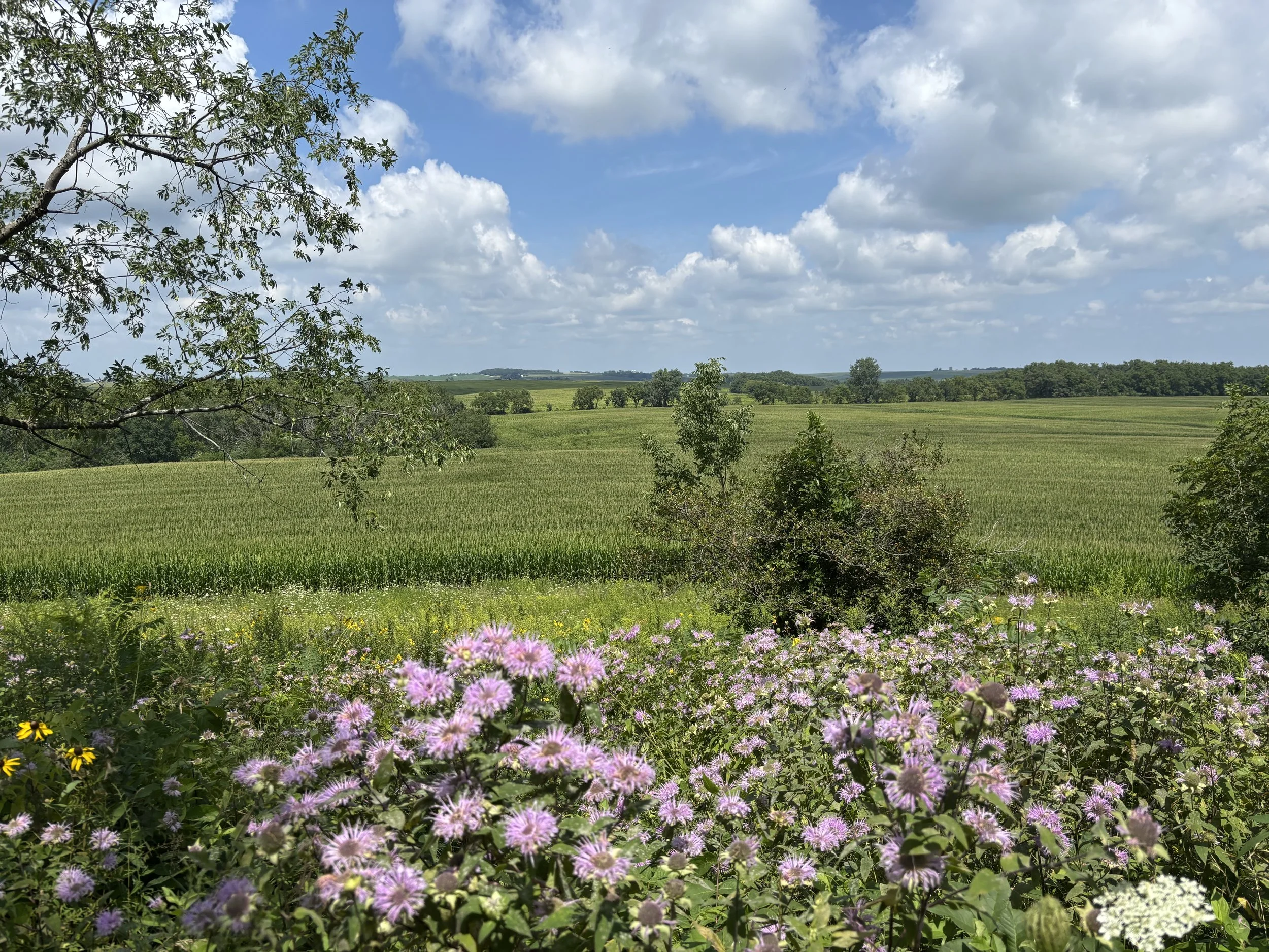 IMG_2739.jpeg