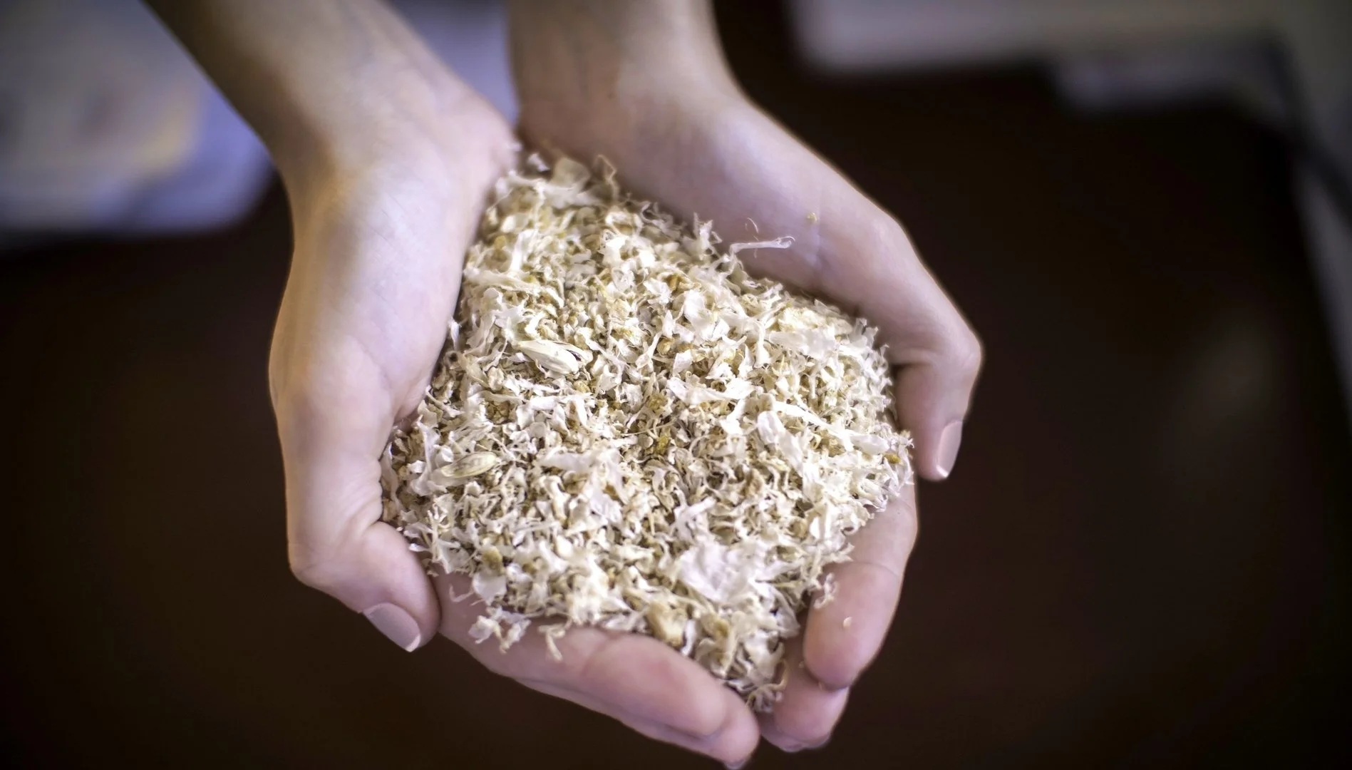Person holding shredded cooked chicken in their hands.