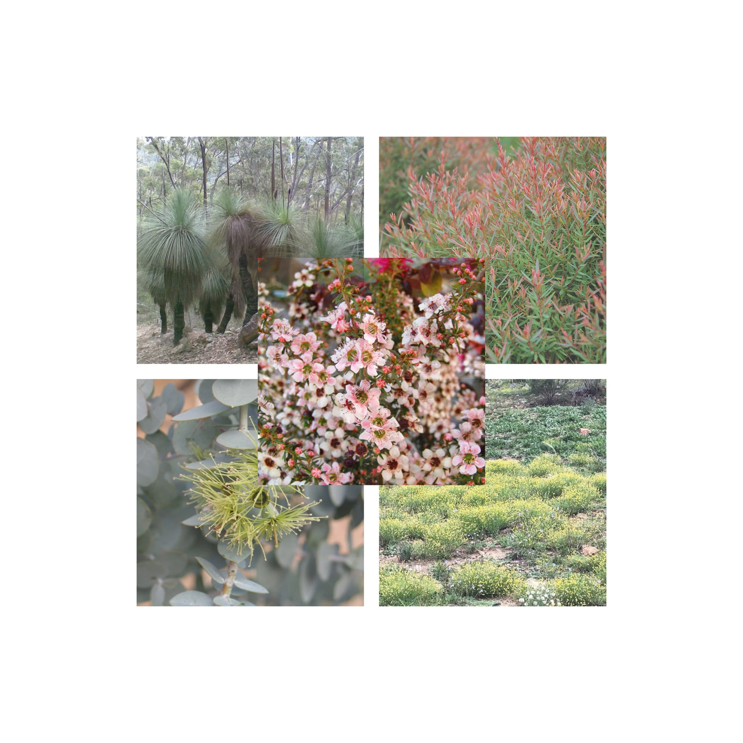 Natives Palette_IG3.jpg