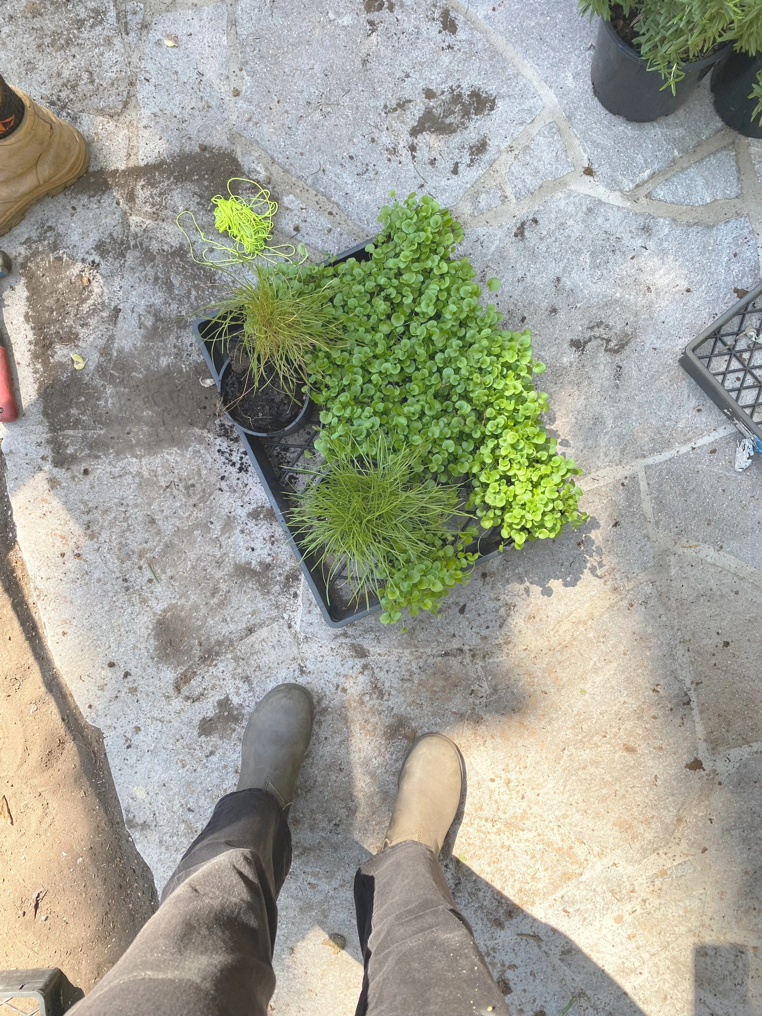 Manly 2024

In collaboration with MacCulloch Landscapes