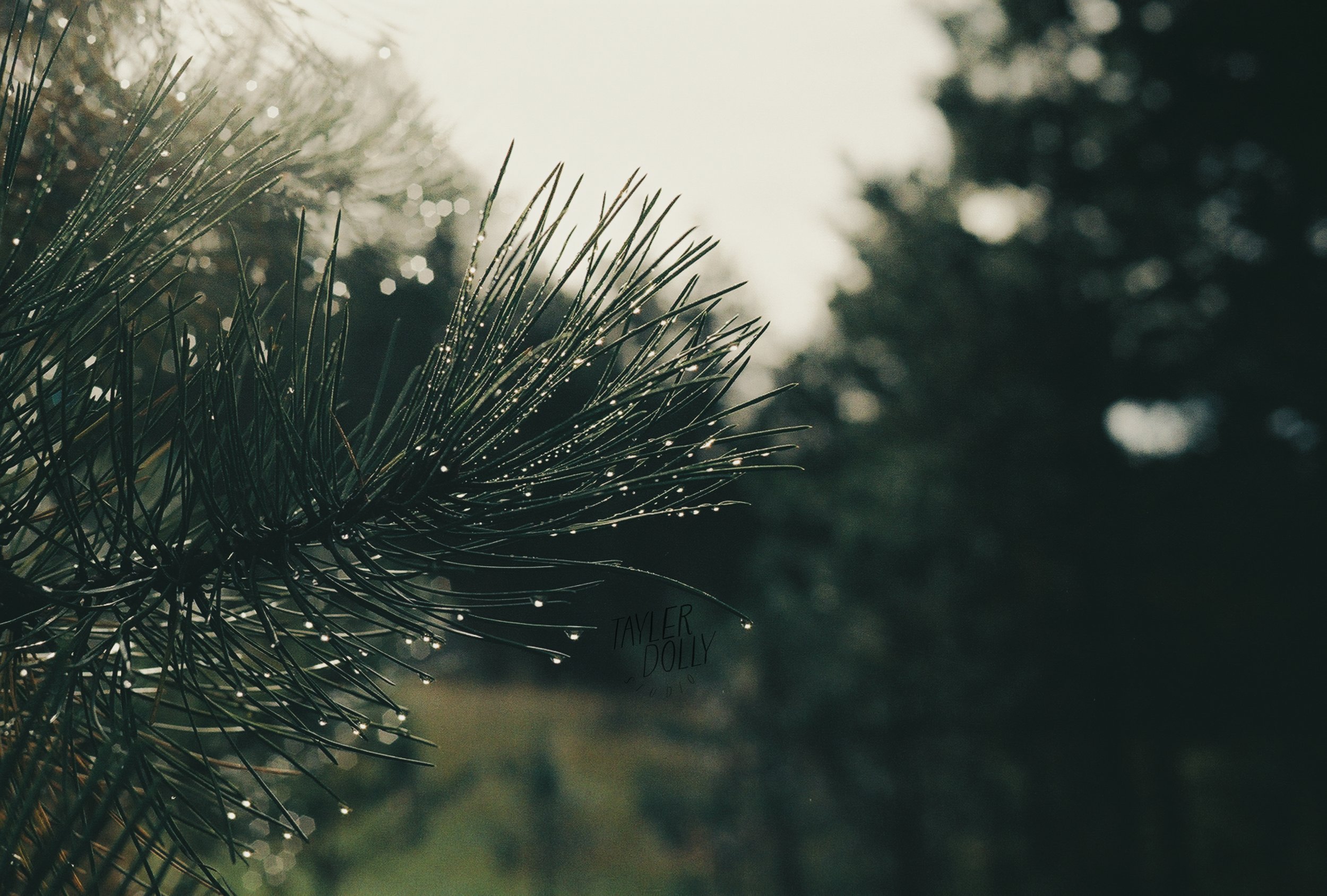 pine screen edit 1 FILM-1.jpg
