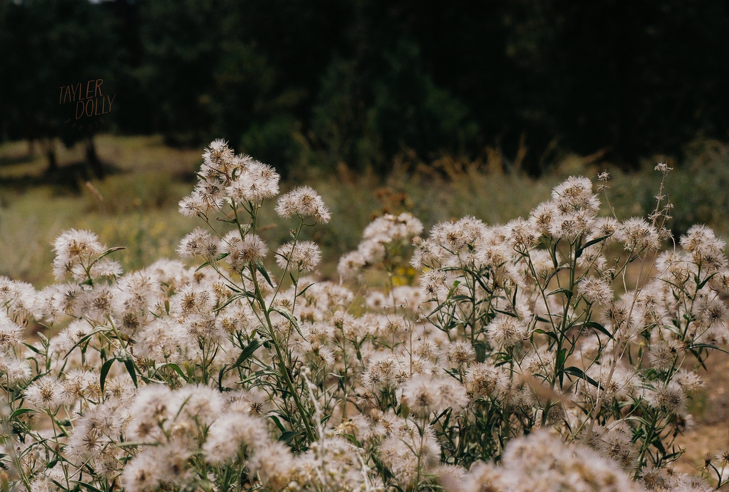 desert dandelion edit 1 FILM.jpg