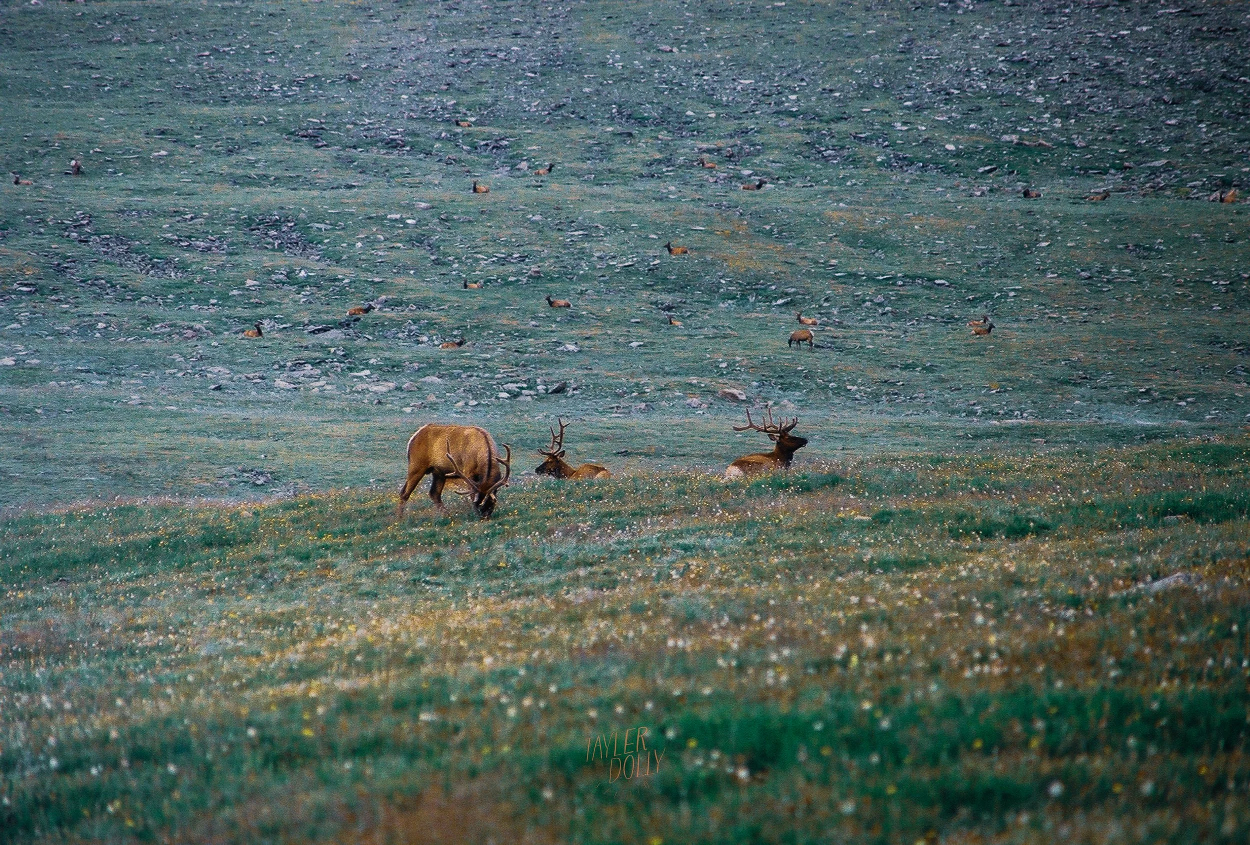 elk at twilight WM-2.jpg