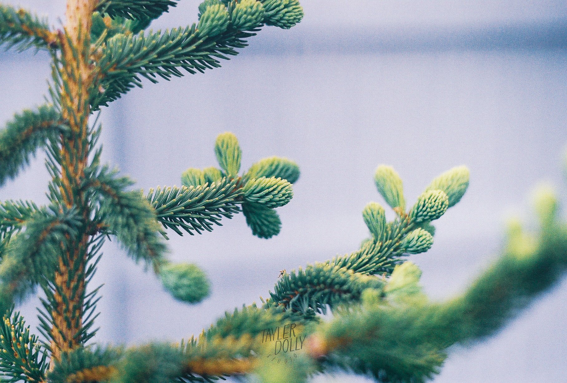 macro pine WM.jpg