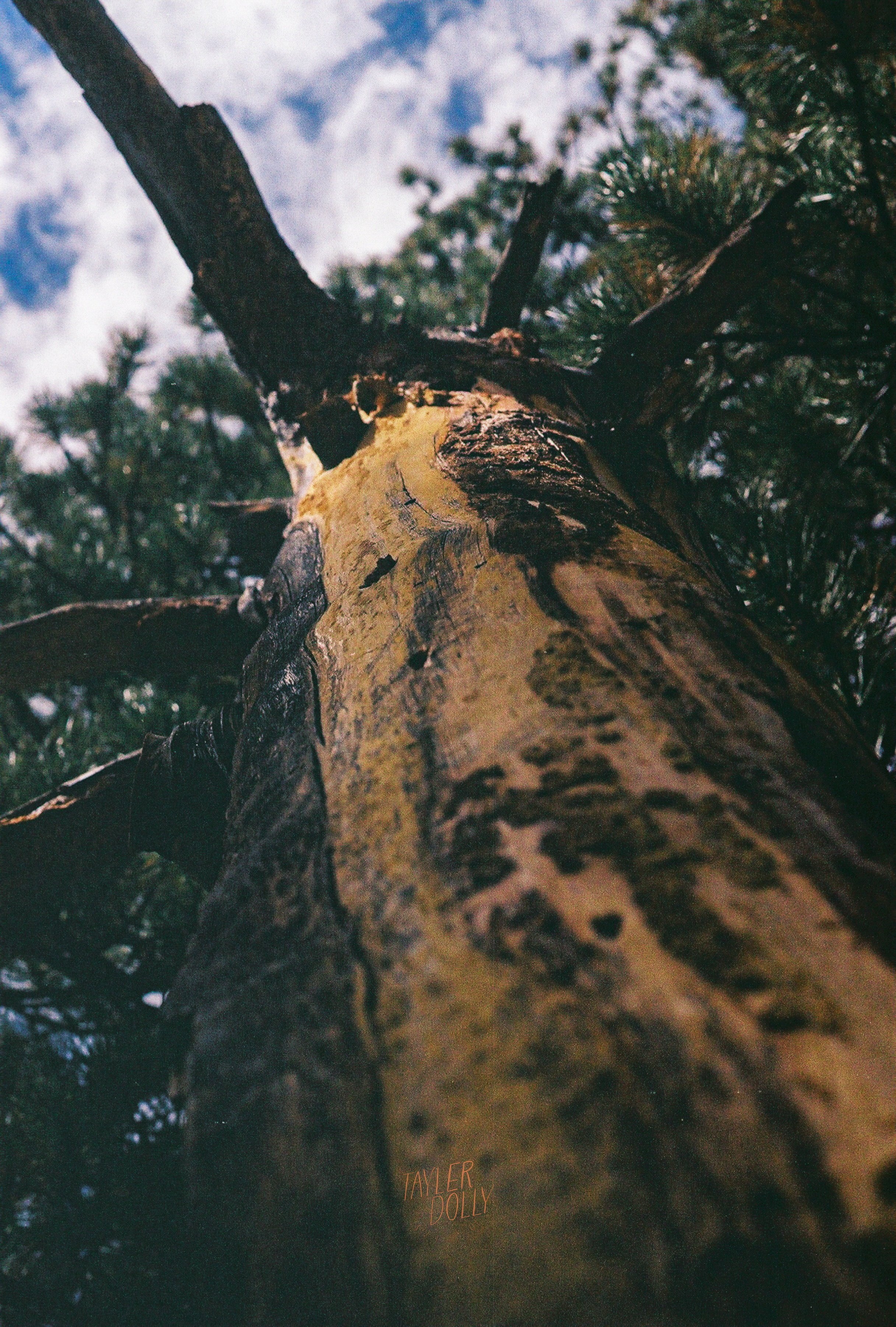 up the tree WM.jpg