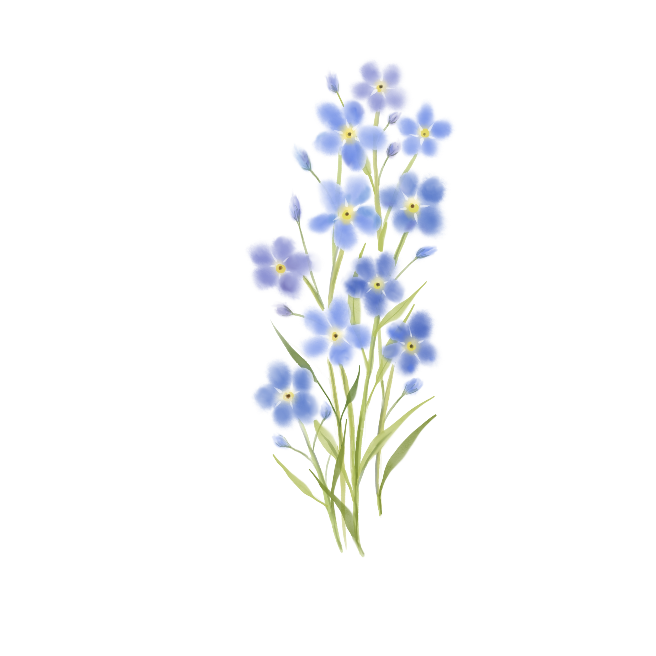Forget-me-not-everblossom-Art.png