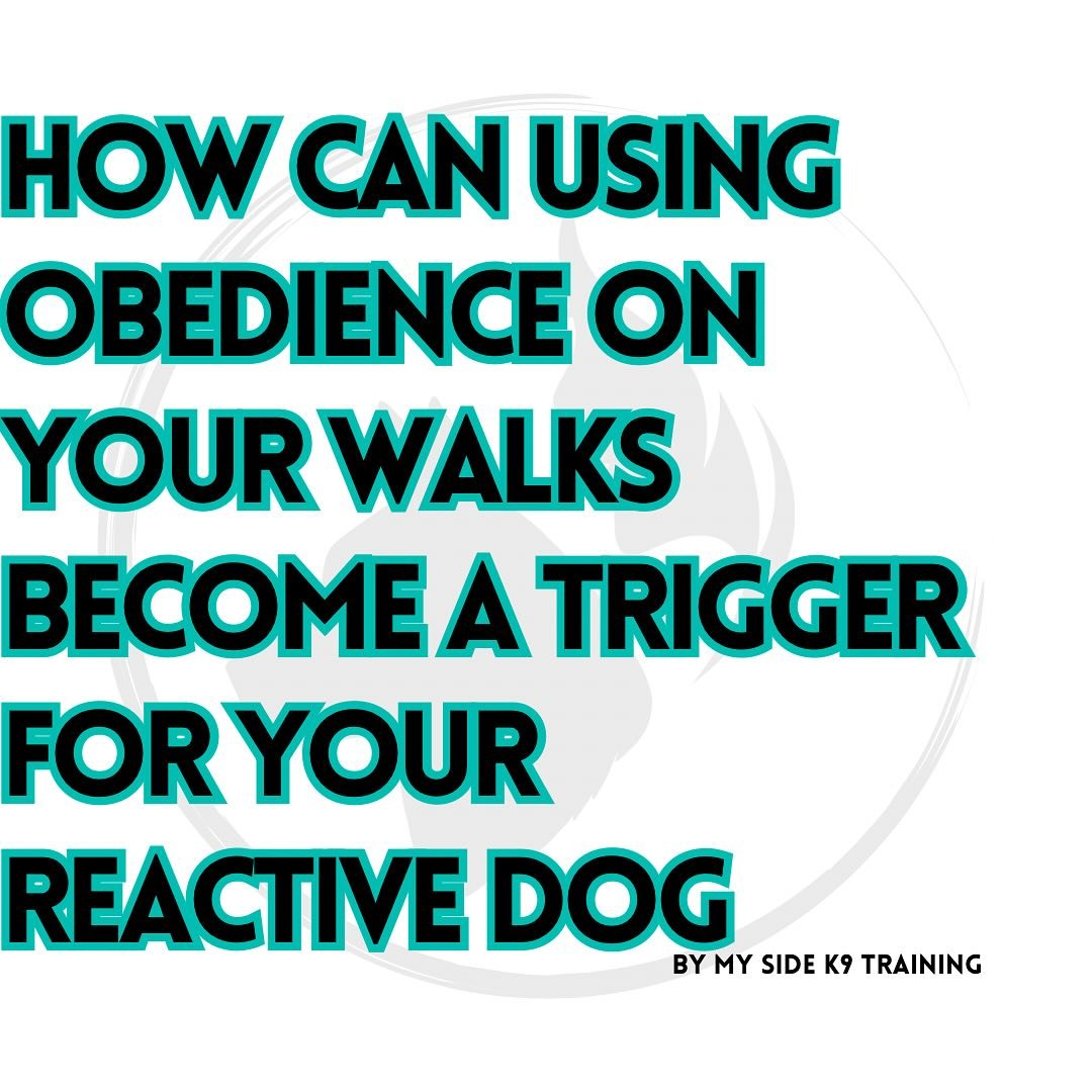 The Biggest Mistake Reactive Dog Owners Make!
Is only using obedience when there are triggers around (dogs, people, squirrels, etc).
Utilizing your dog&rsquo;s obedience throughout their walk will not only generalize their commands but will help proo