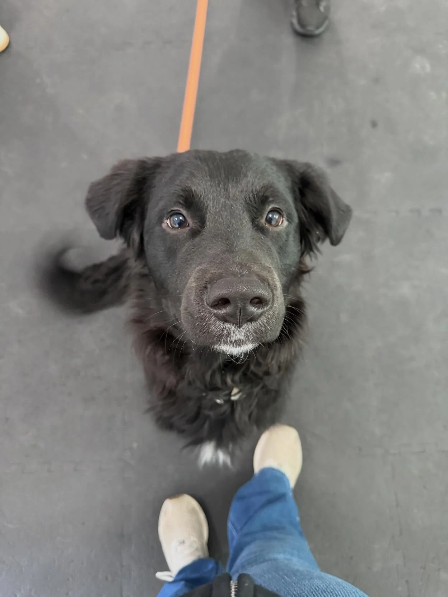Rehoming is never an easy decision but sometimes it&rsquo;s the most responsible one ❤️

This 10 month old Lab x Border Collie mix is looking for the right home, not just any home.

He&rsquo;s an incredibly sweet, trainable dog with a small foundatio