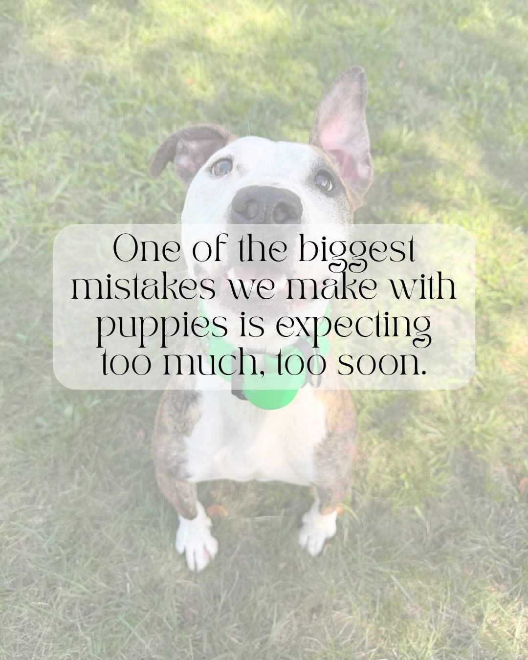 Your puppy isn&rsquo;t giving you a hard time. They&rsquo;re having a hard time figuring out how the world works. 🐾

One of the biggest mistakes we make with puppies is expecting too much, too soon.

But puppies are babies.

They&rsquo;re learning h
