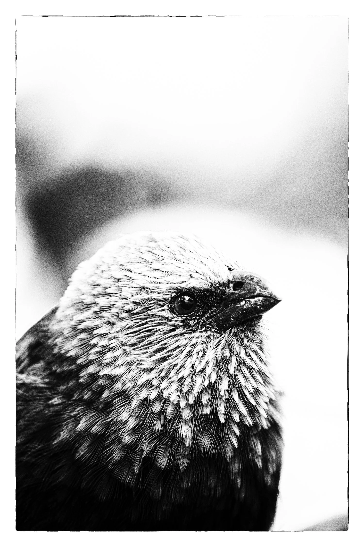 Apostle Bird