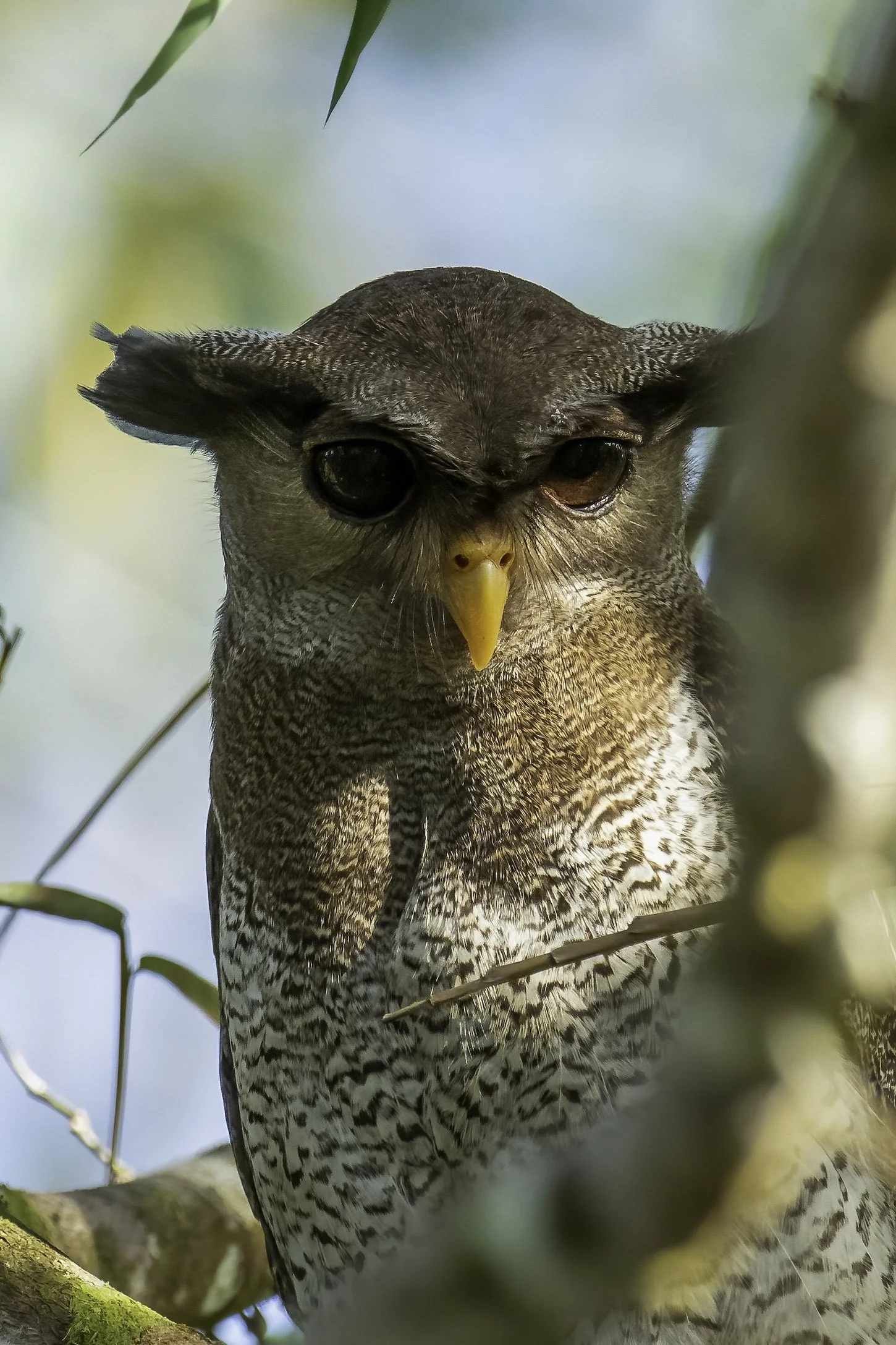 Barred Eagle Owl
