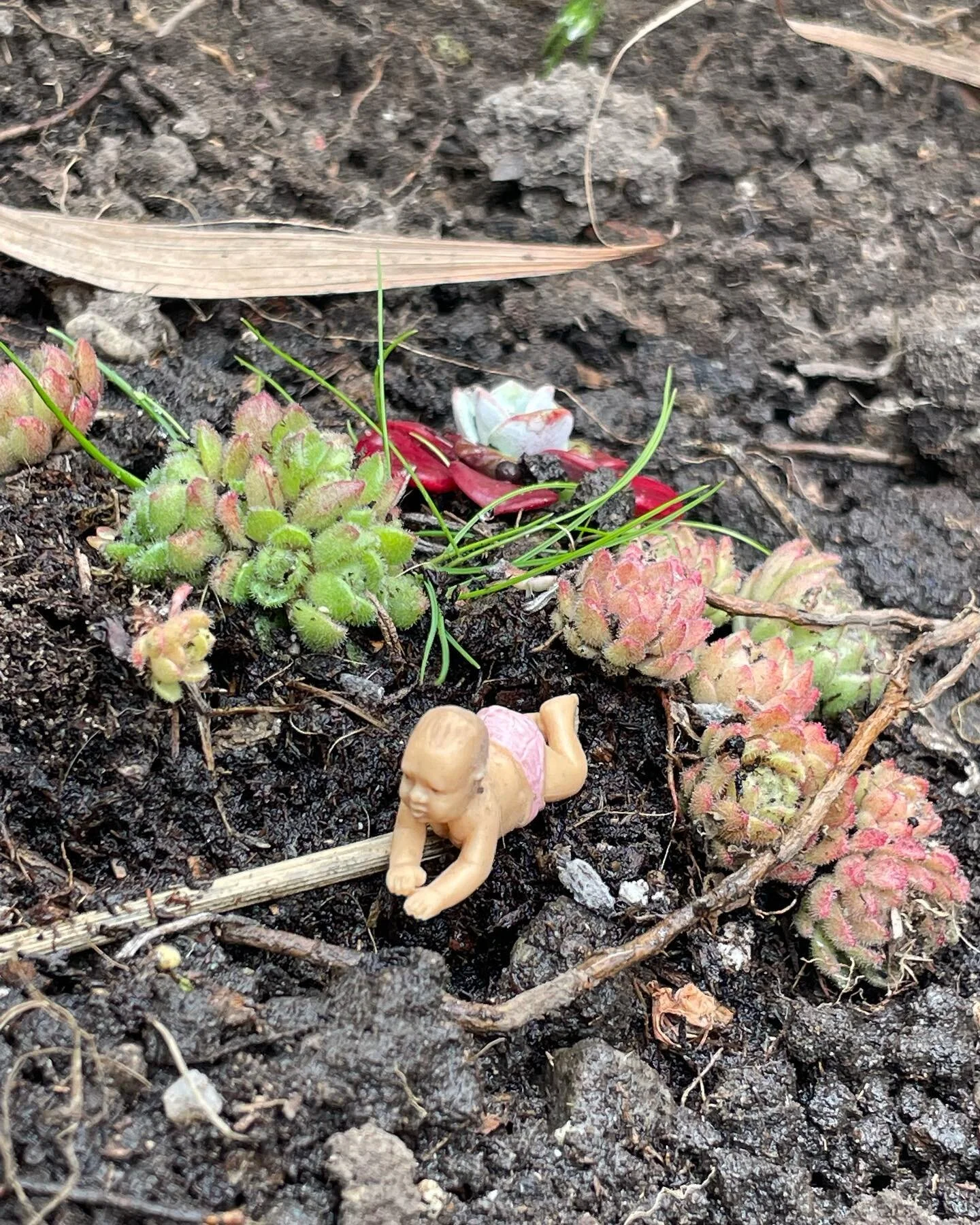 Swing Low garden is coming back to life