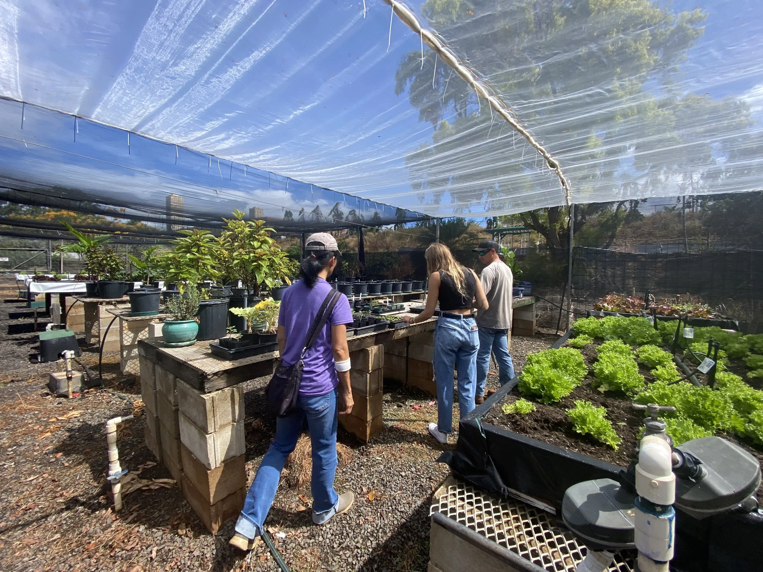 Carly Wieczorek's Sustainable Hydroponic Project