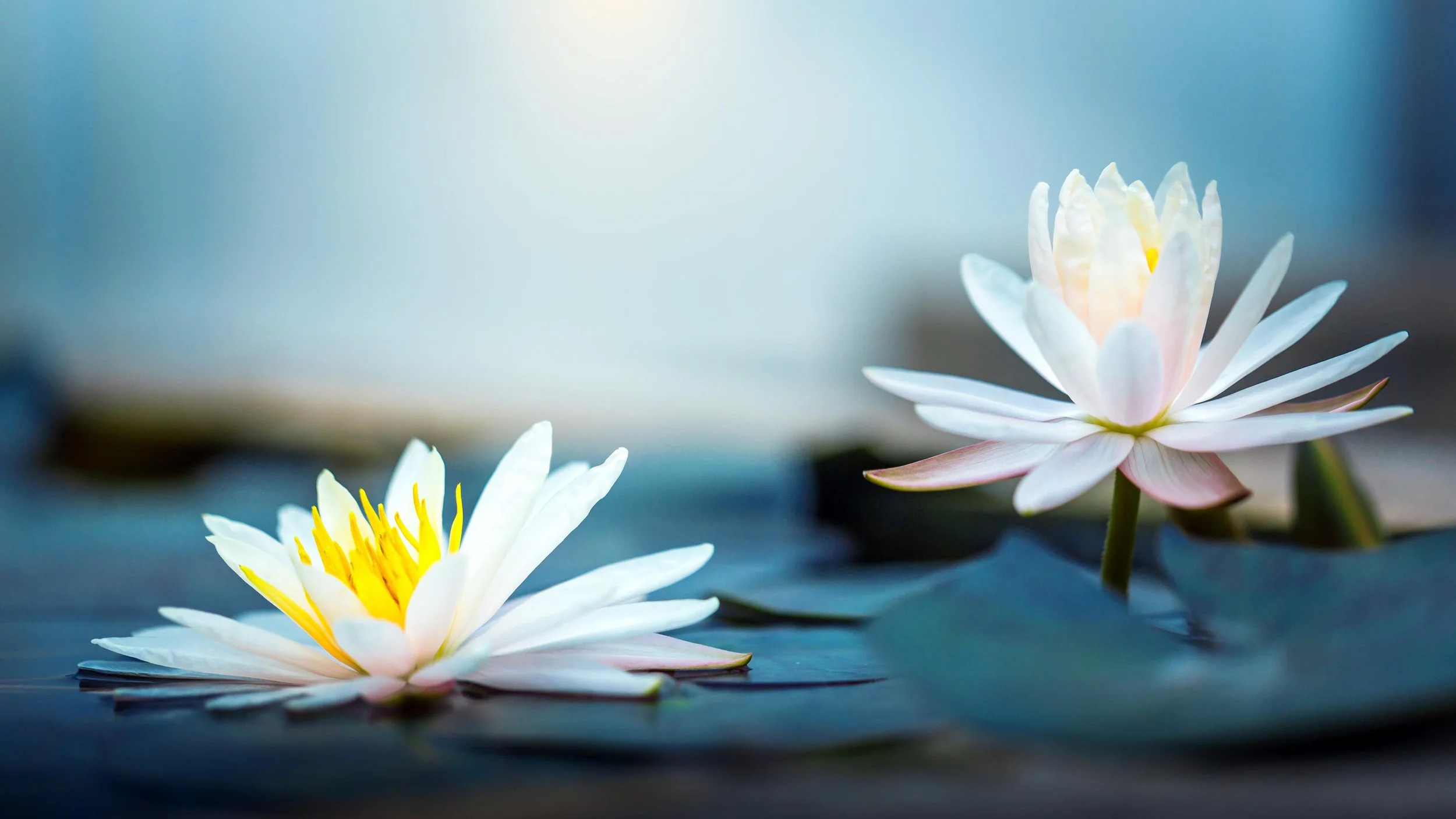 Mindfulness Intensive with Optional Teacher Training