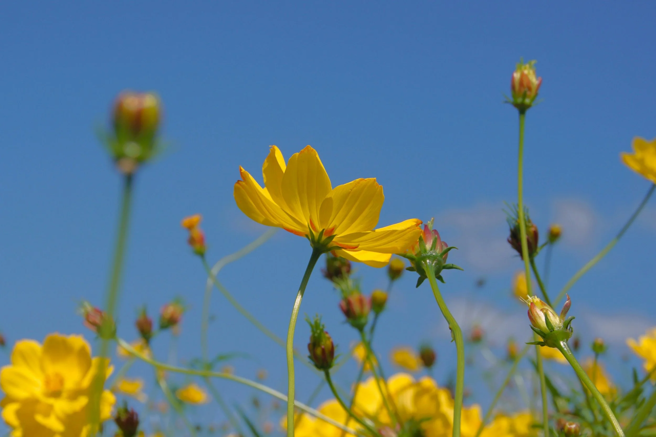 An Undefended Heart