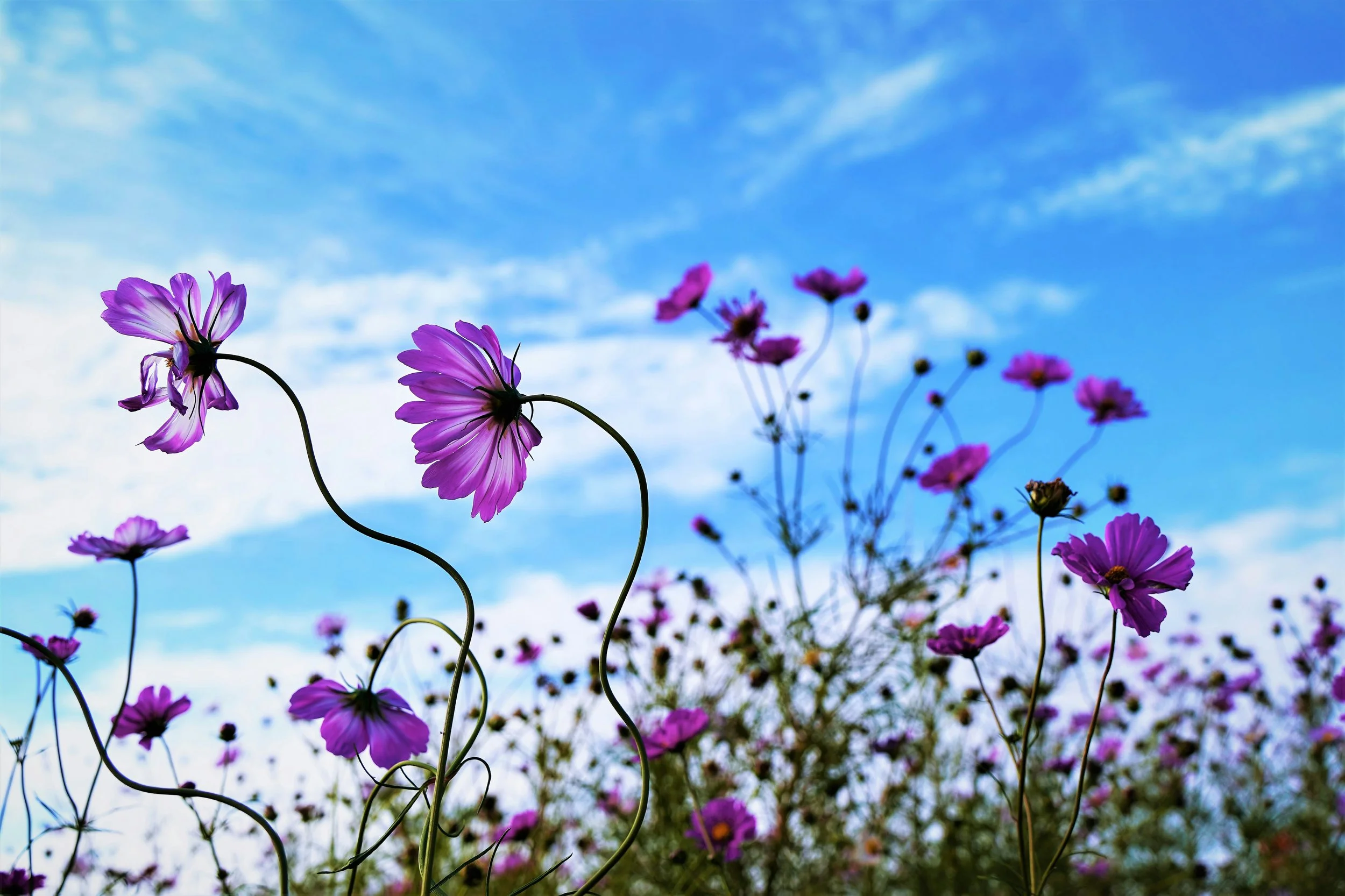 Mindfulness Intensive with Optional Teacher Training
