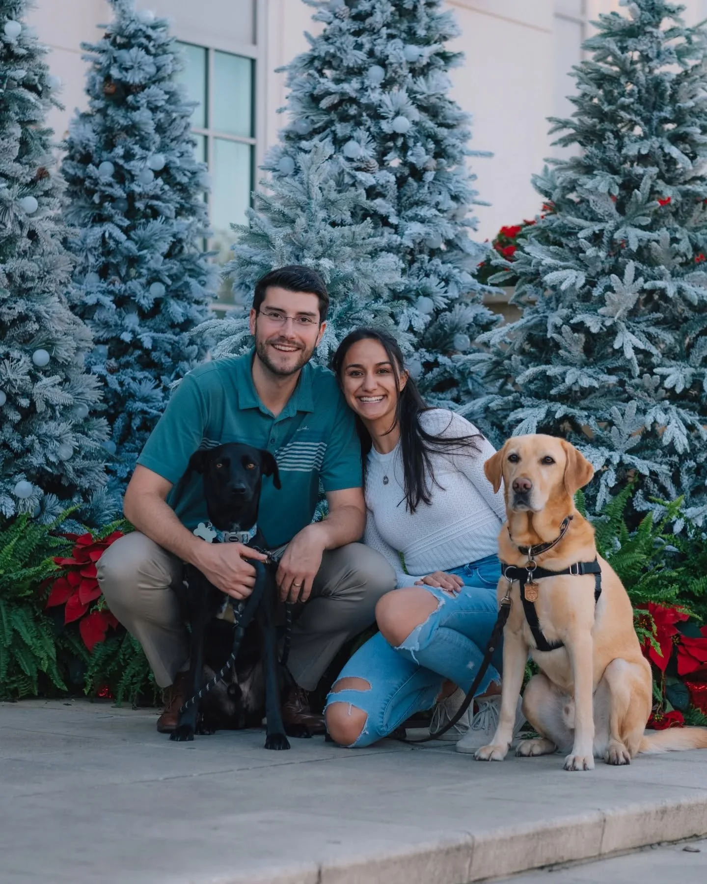 shiley family mini gallery dropping just in time for the holidays (featuring the two goodest boys) 🎄🐶✨