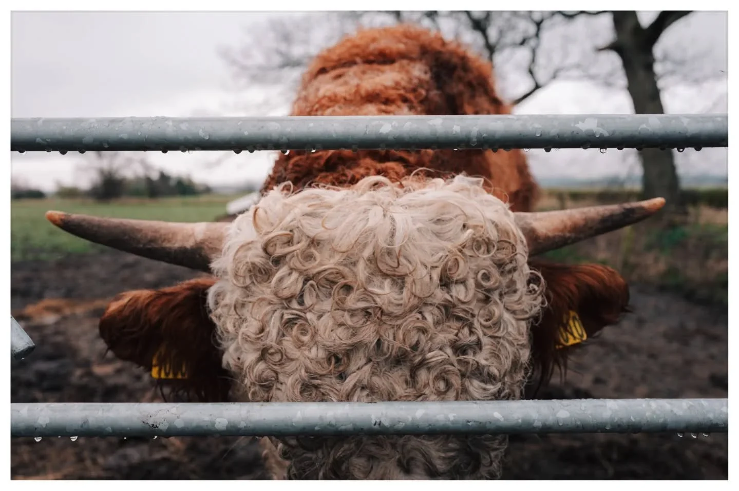In love with a curly girl

#scotland #leicaq3 #leica #highlands #scottishhighlands