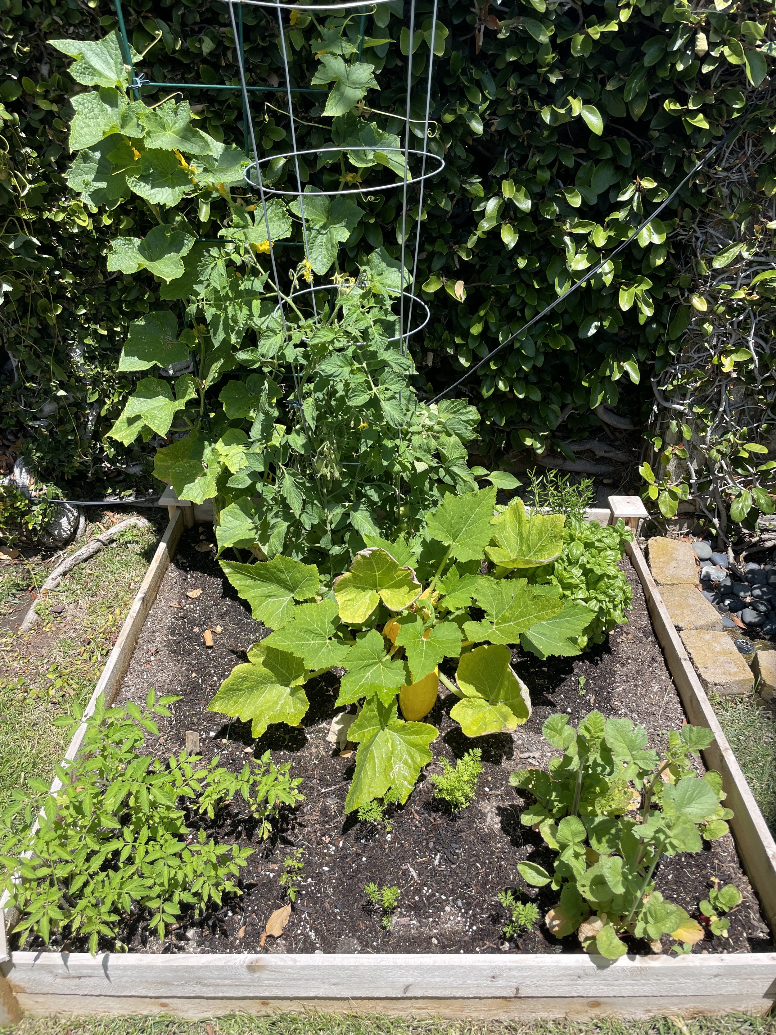 Starting a Vegetable Garden For the First Time