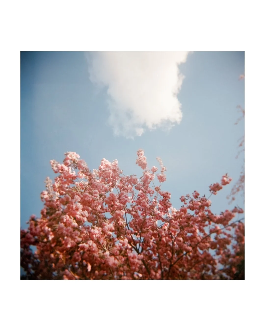 Spring Engagement in Boston at the Arnold Arboretum