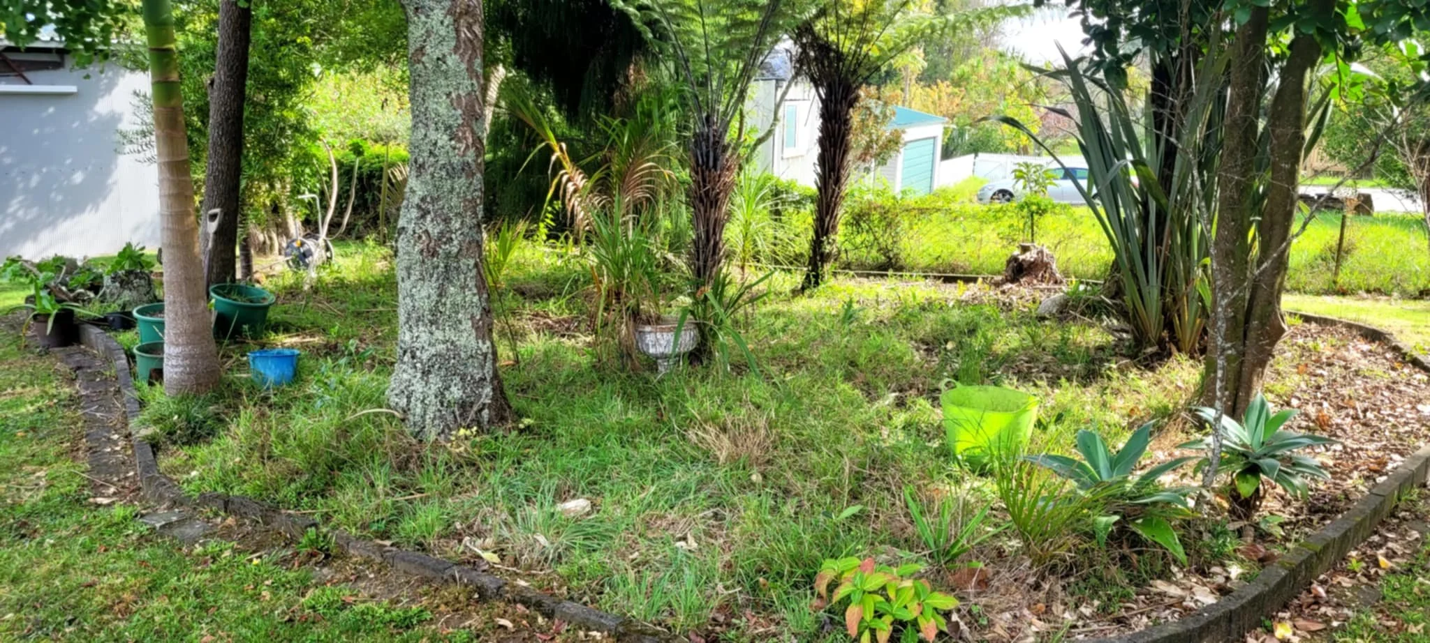 Before garden maintenance photo: over grown garden area