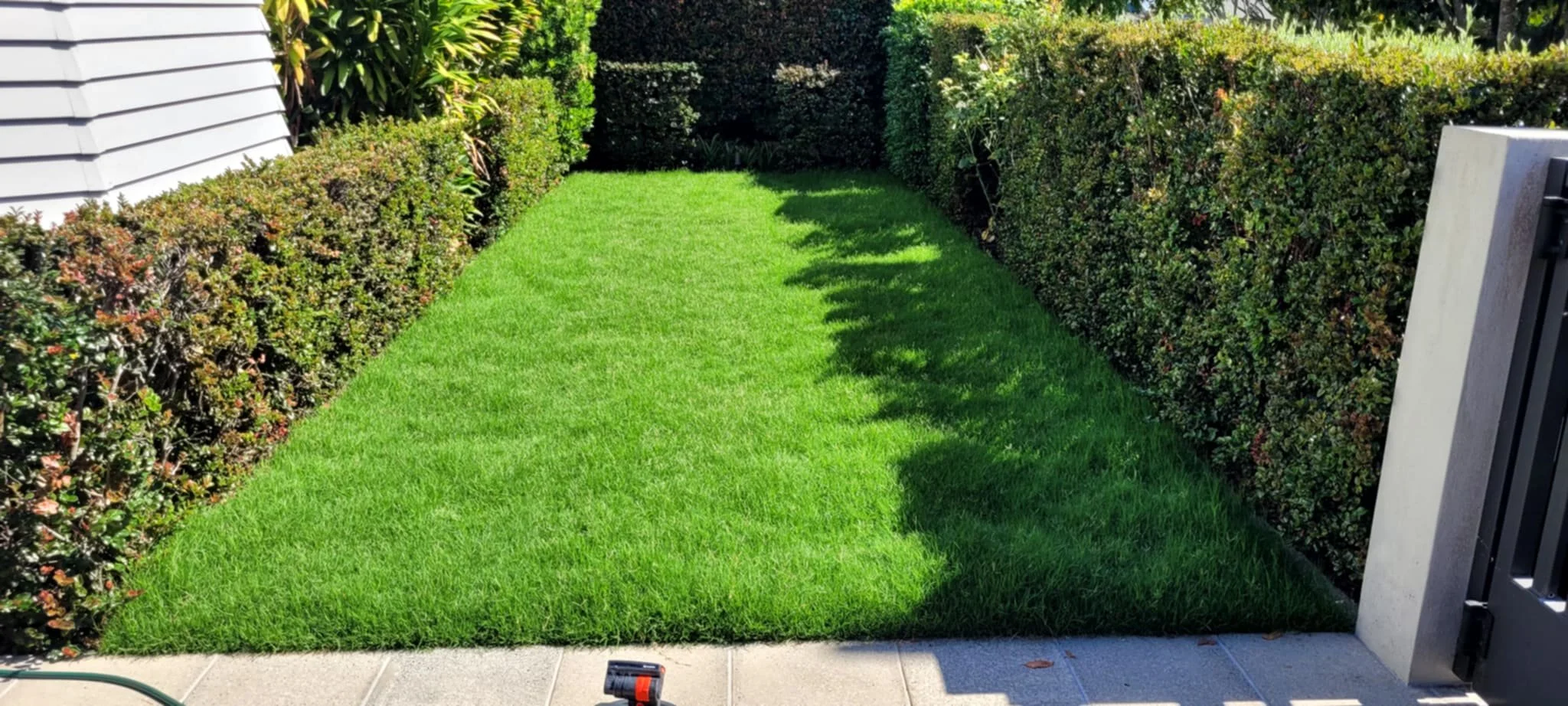 New grown lush and green ready lawn grass