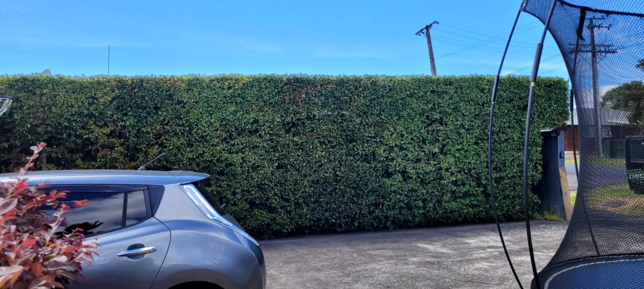 Fresh cut hedge trimmed