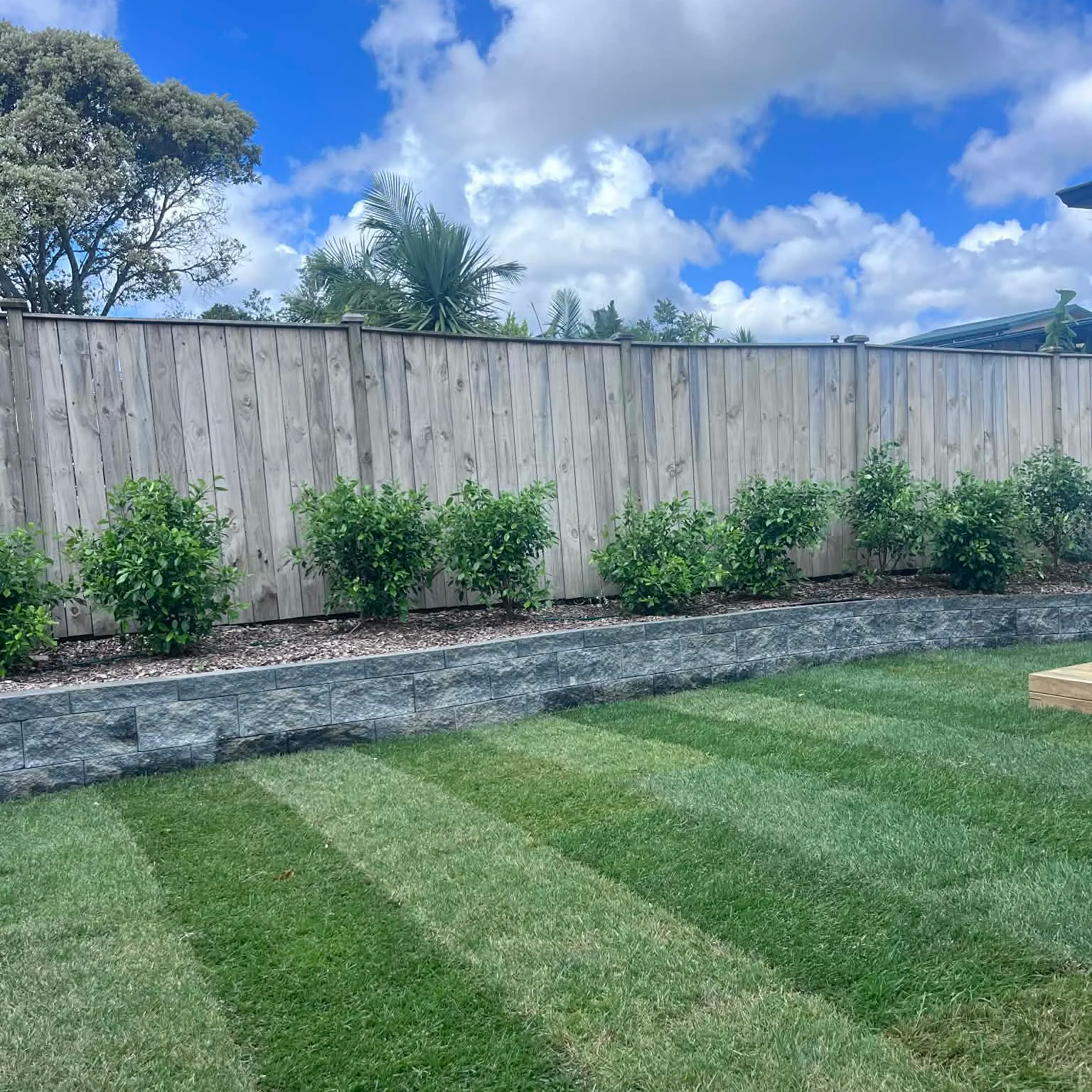 New lush ready lawn installation with newly planted hedging in the back