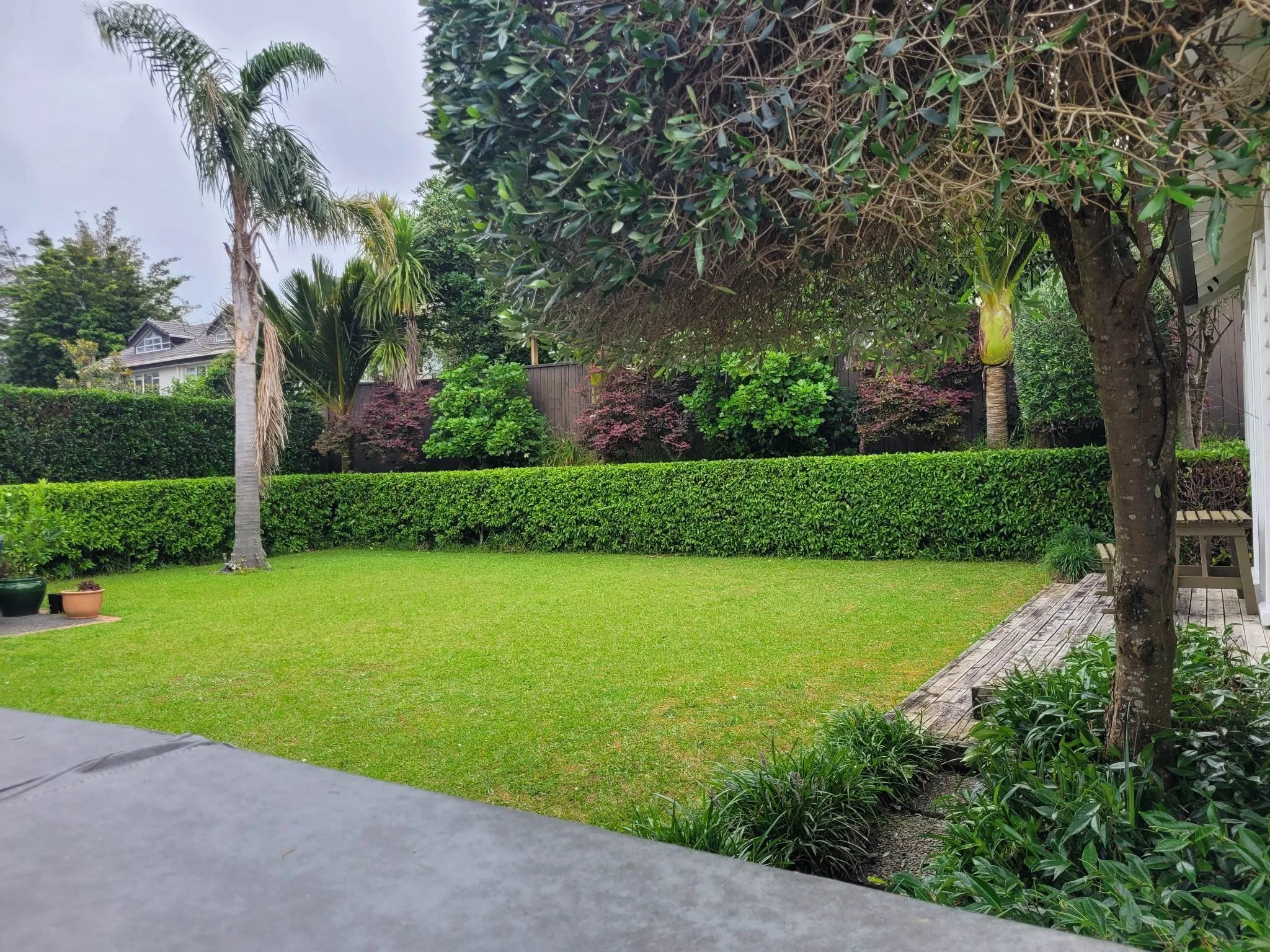 A backyard with a green lawn, palm trees, and various shrubs surrounded by a tall hedge, with a wooden patio on the right side and potted plants on the left.