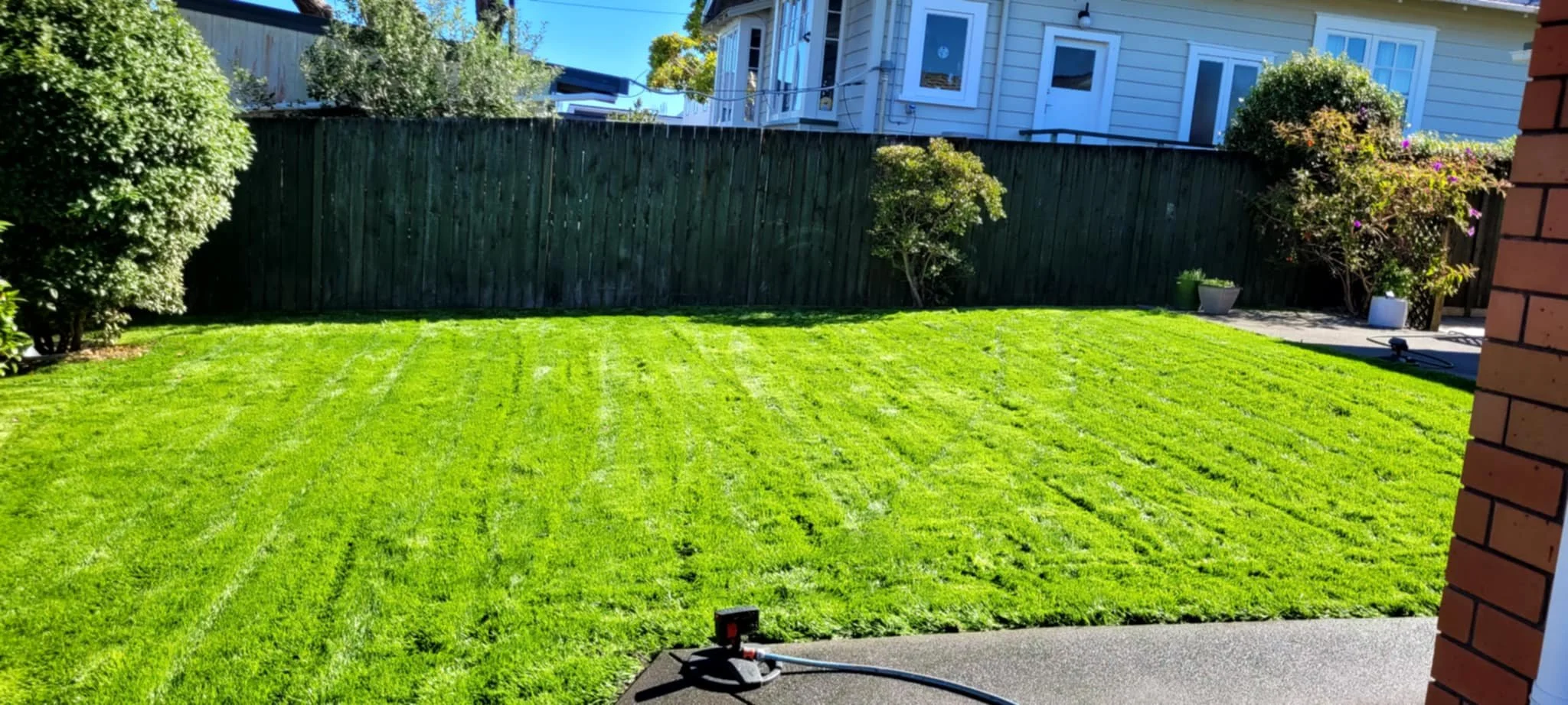 new grown hydro seed grass 