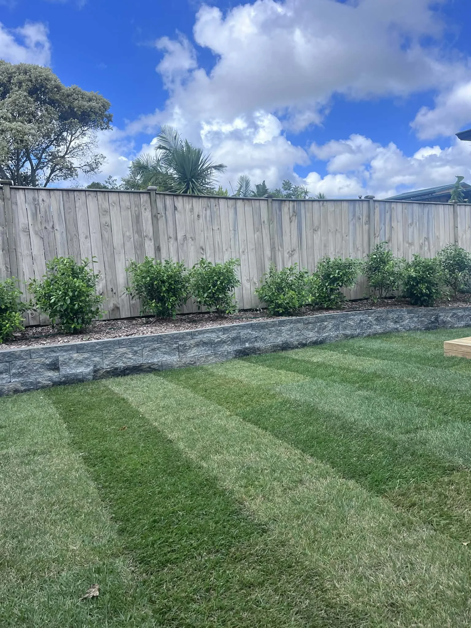 new layed ready lawn with hedging 