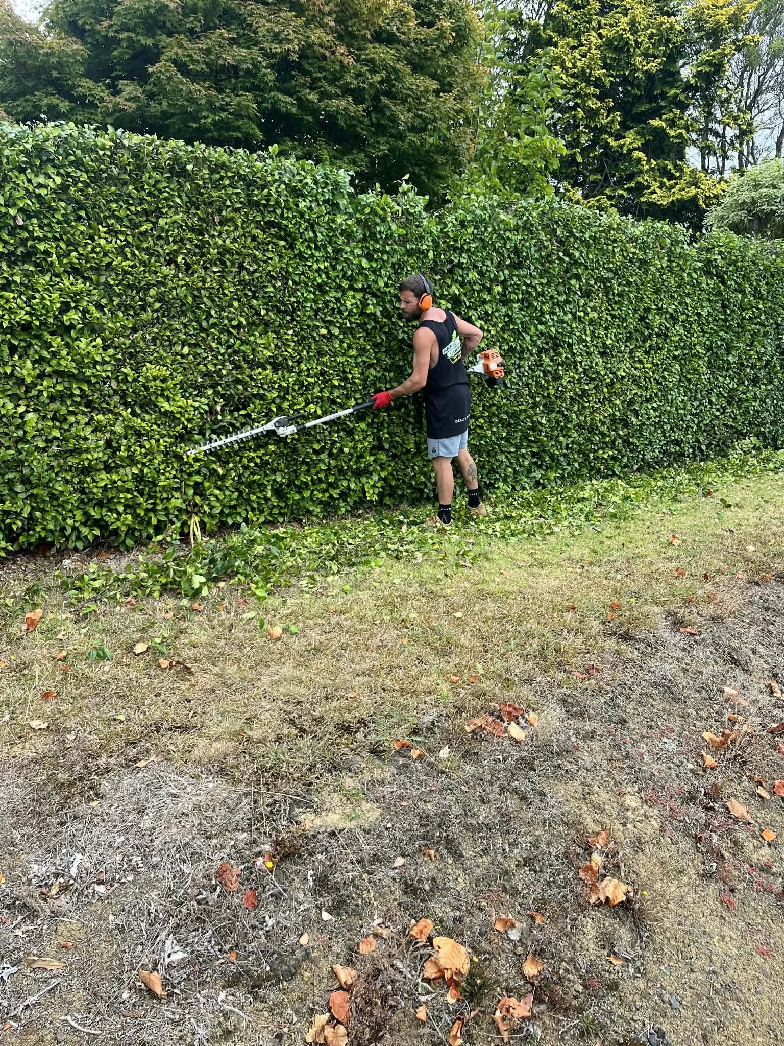 Green gecko gardens - Hedge trimming