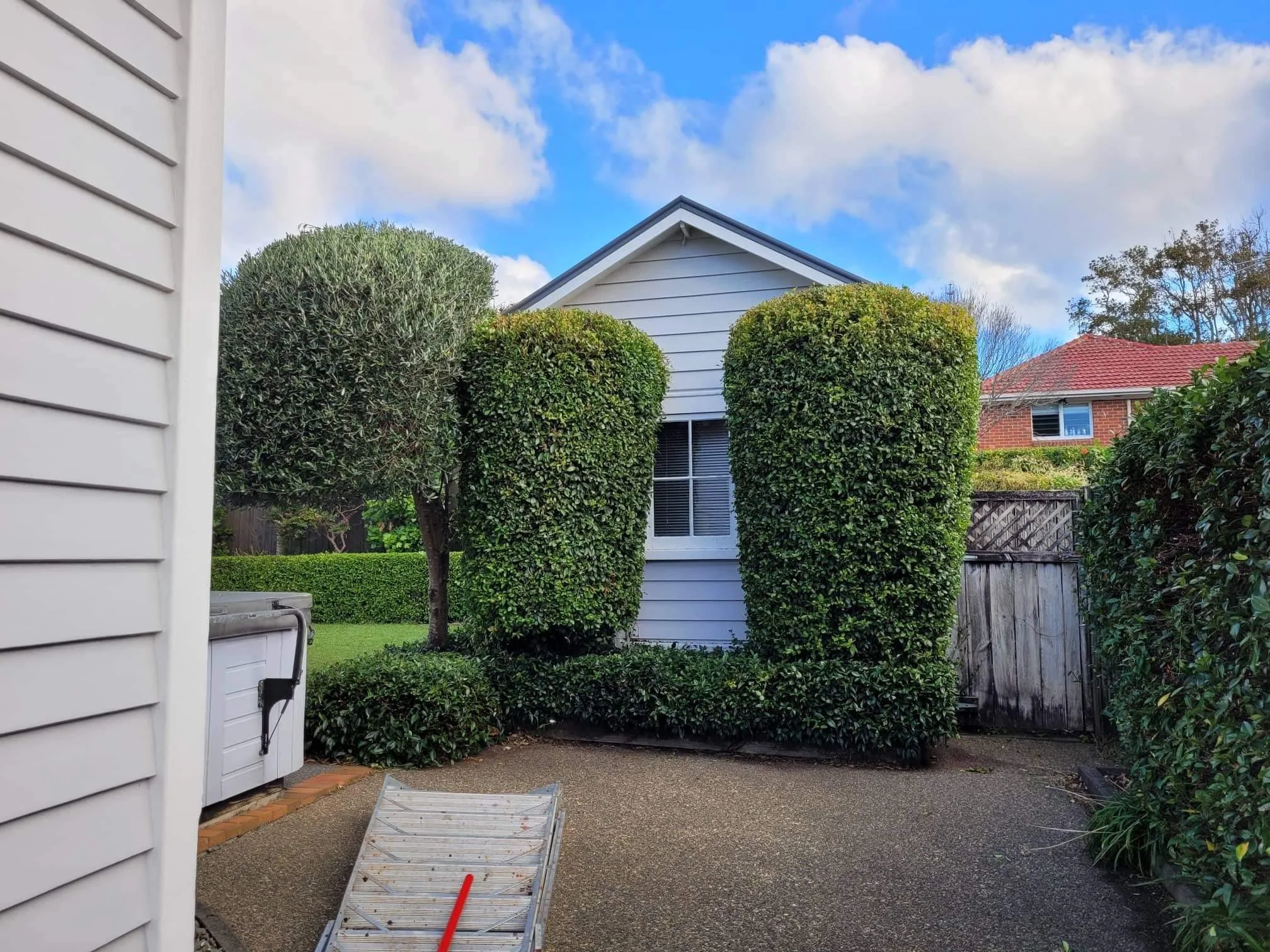 Trimmed and shaped hedges
