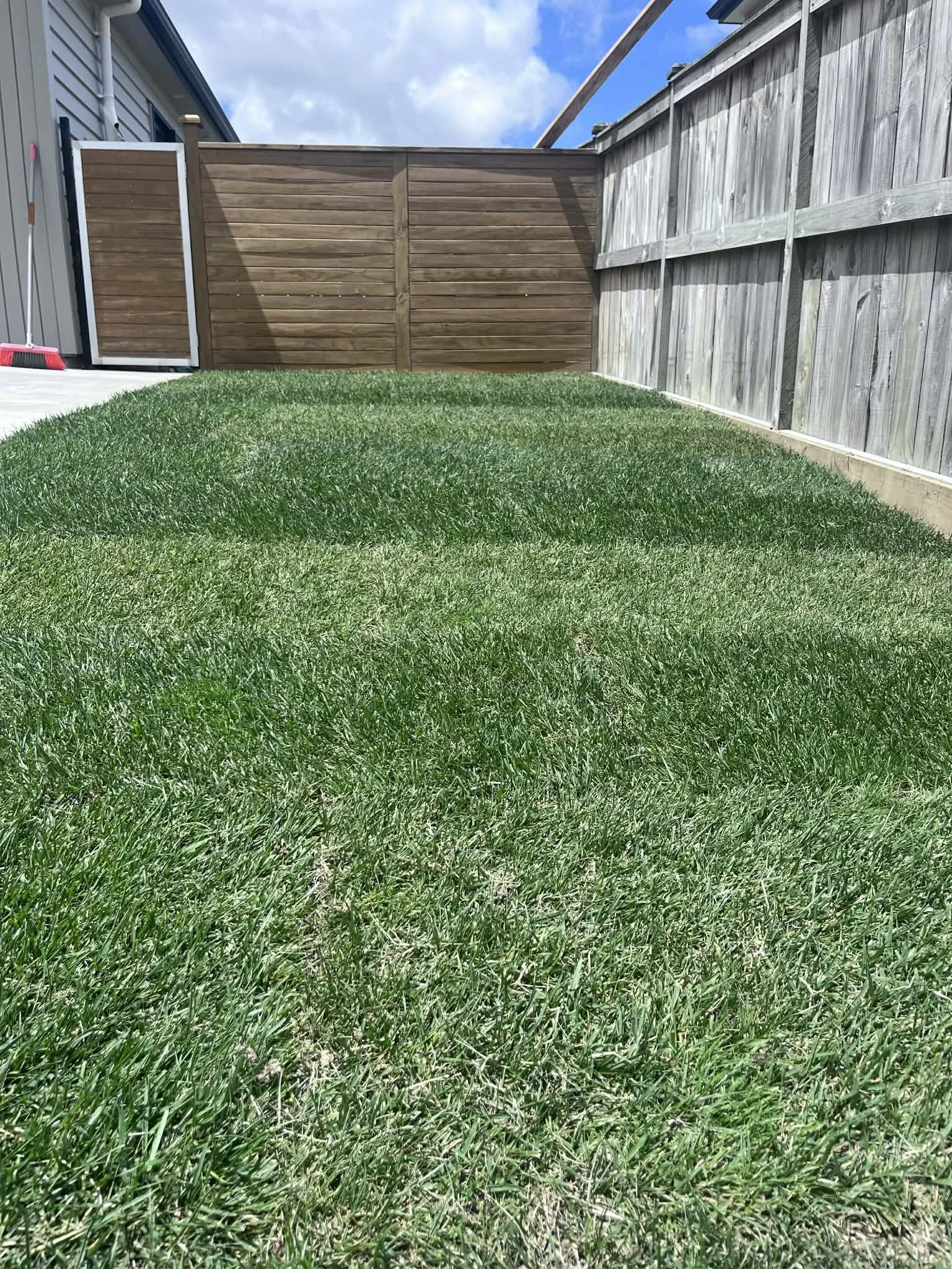 new layed ready lawn
